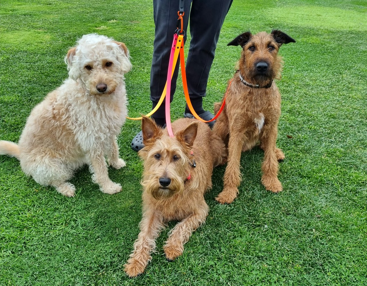 Double Dog Lead - Three Dogs