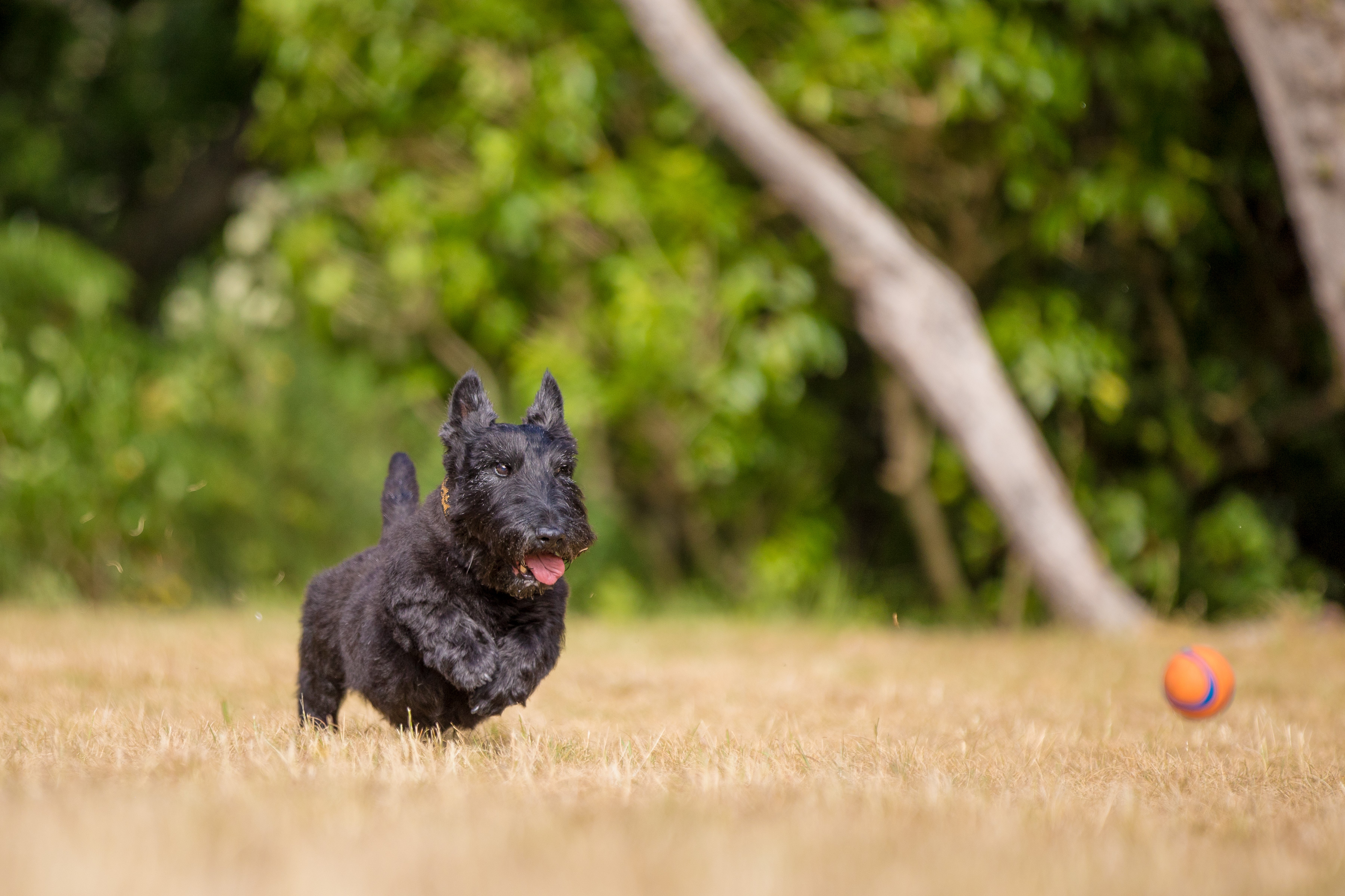 Scottish Terrier running after ball
