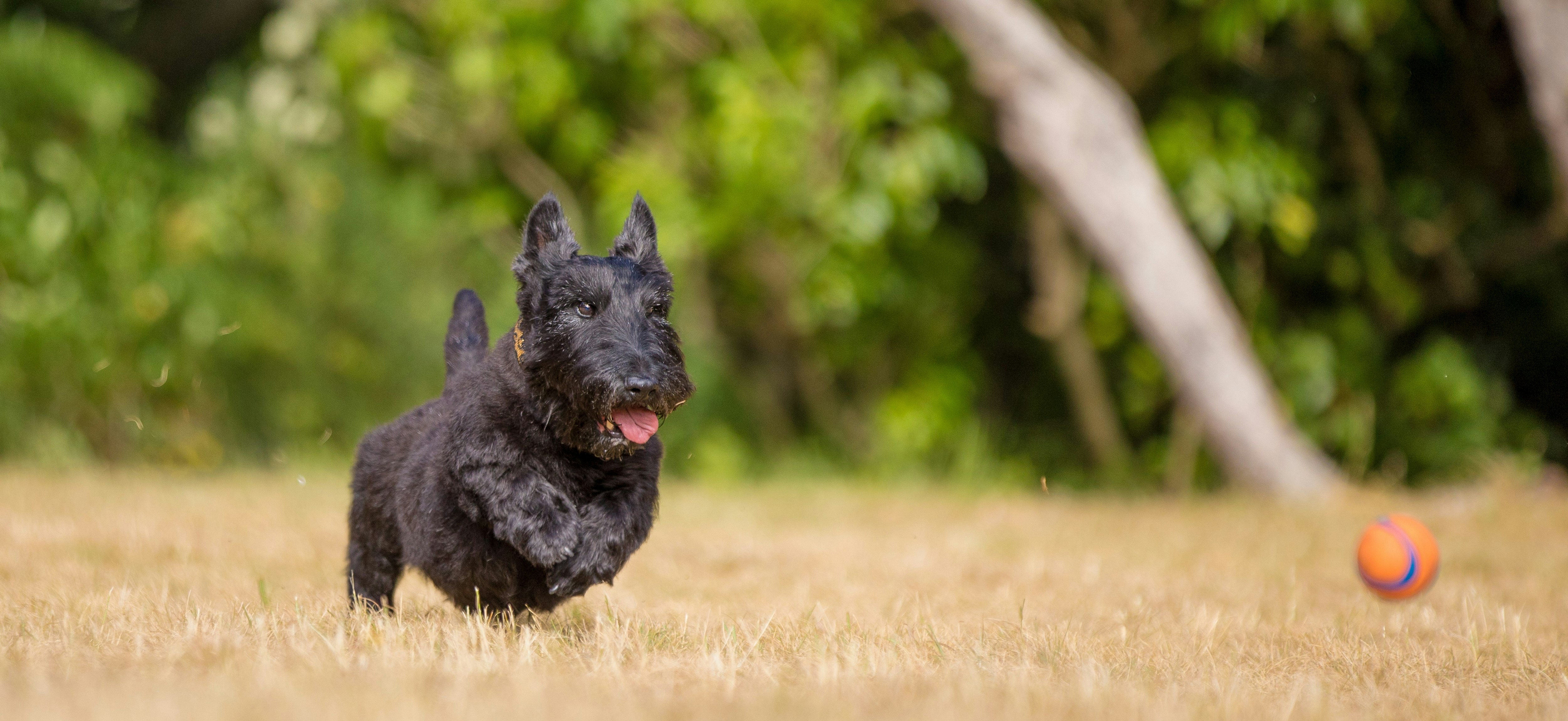 Scottish Terrier running after ball