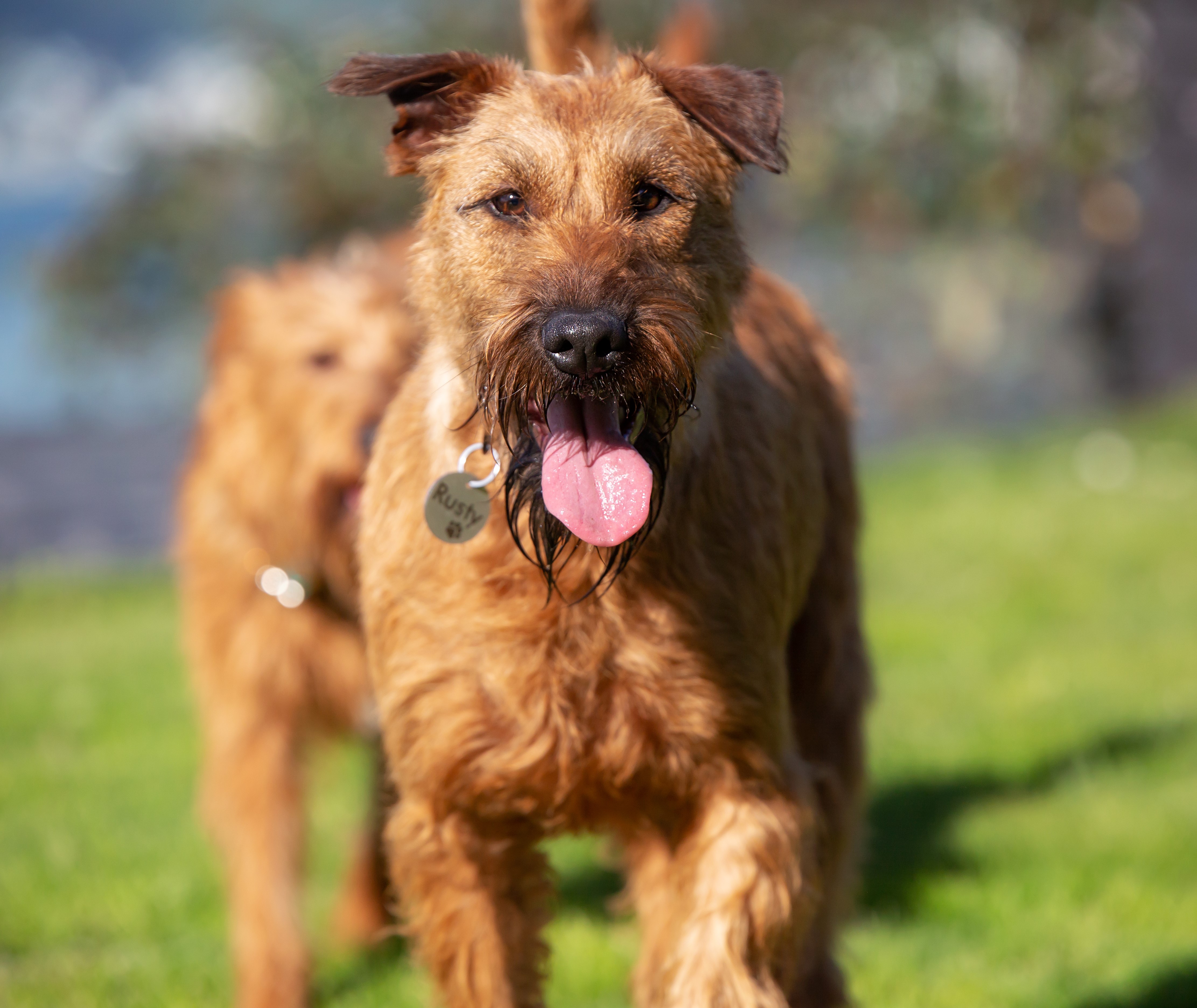 Stainless Steel Dog Tag on Irish Terrier