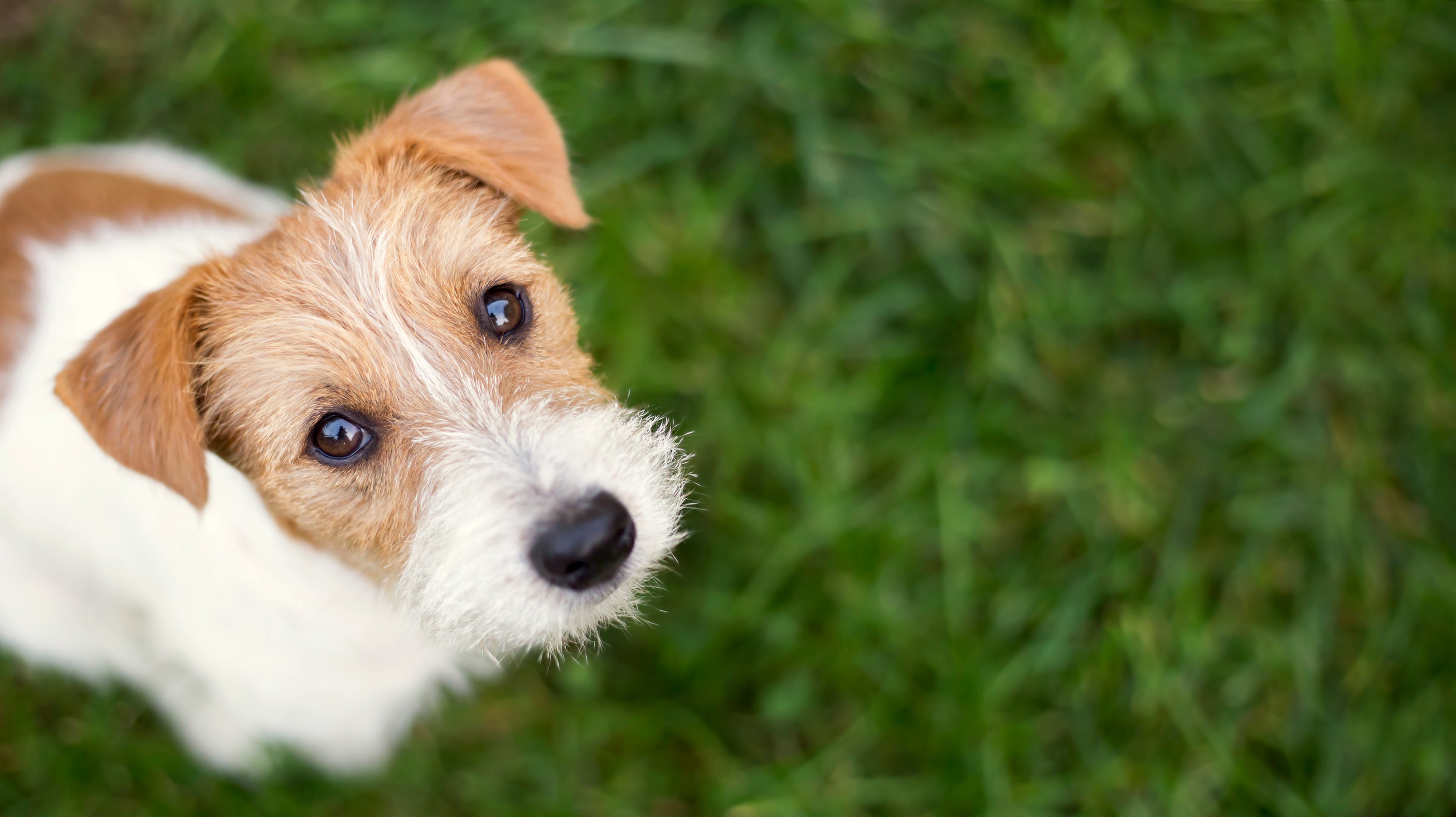 Terrier Puppy