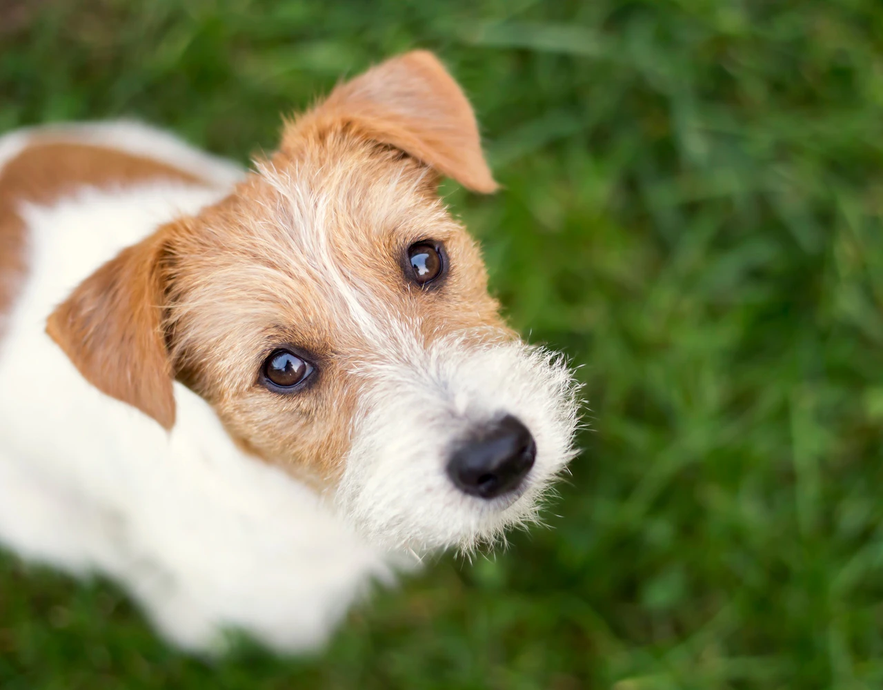 Terrier Puppy