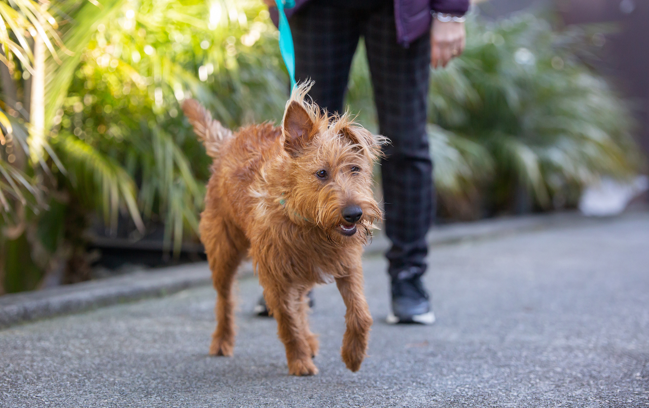 Irish Terrier pulling on a Led & Collared Classic Lead