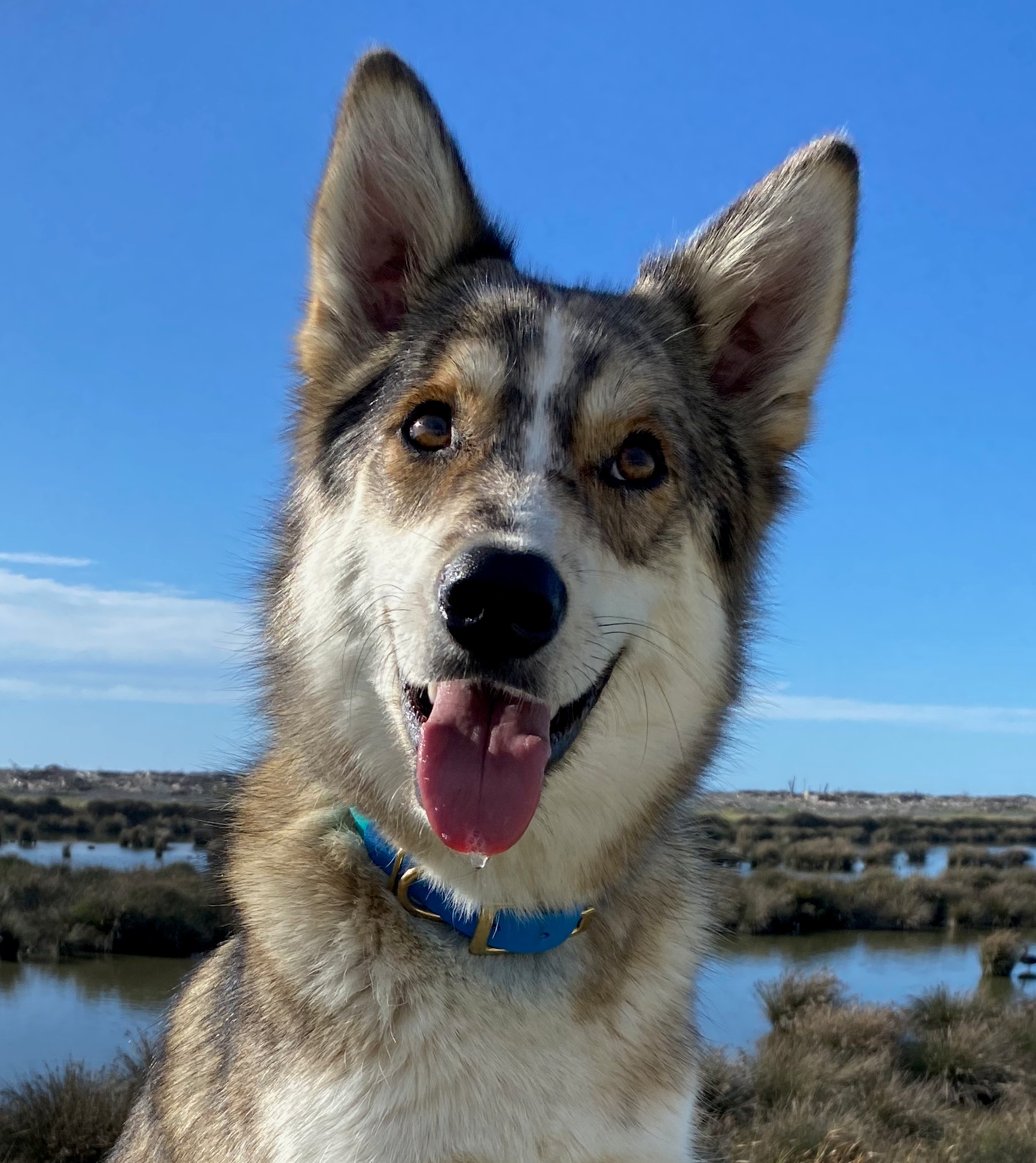 Otis Husky cross Boarder Collie