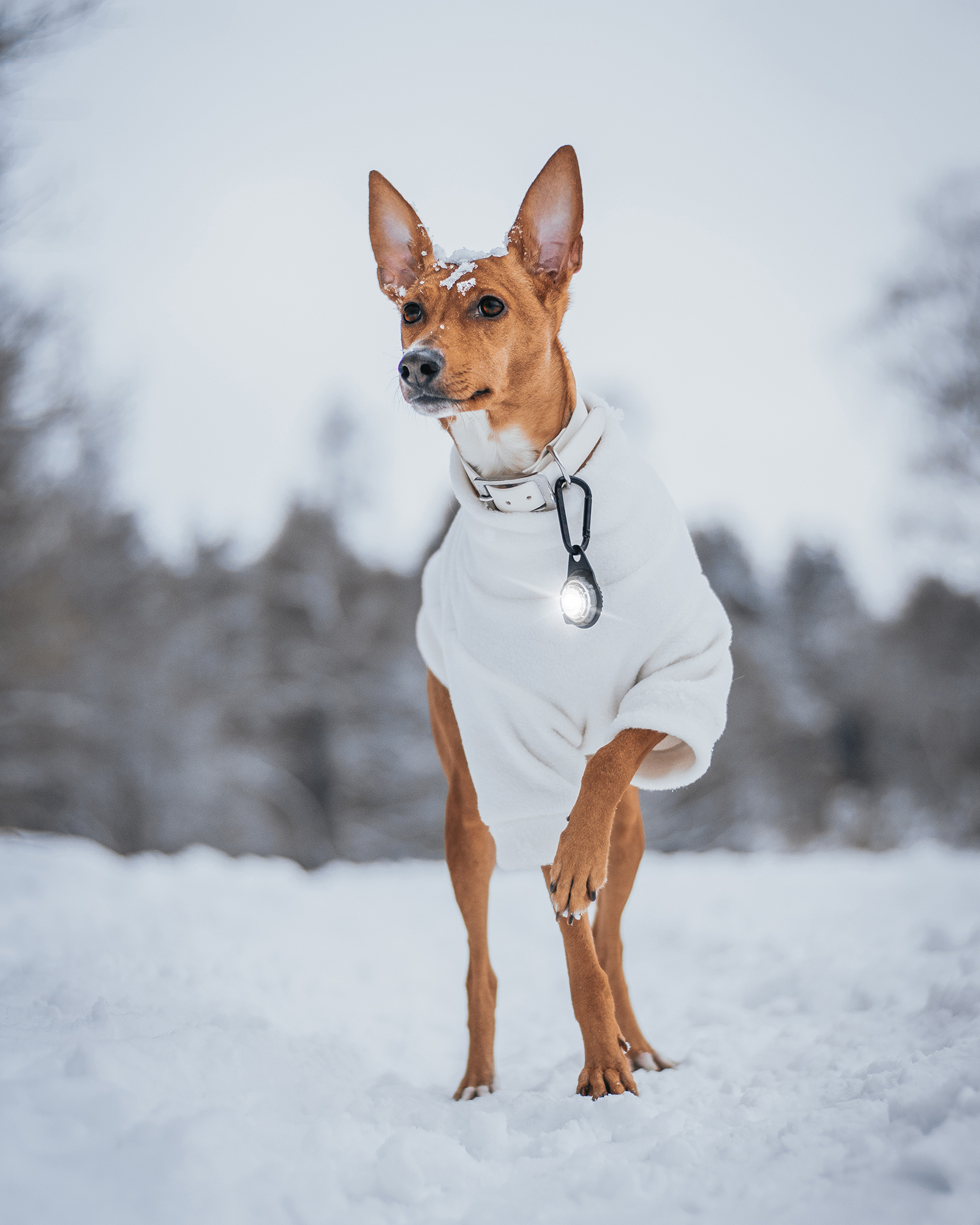 Orbiloc Dual Dog Safety Light and Carabiner - on Smooth Dog