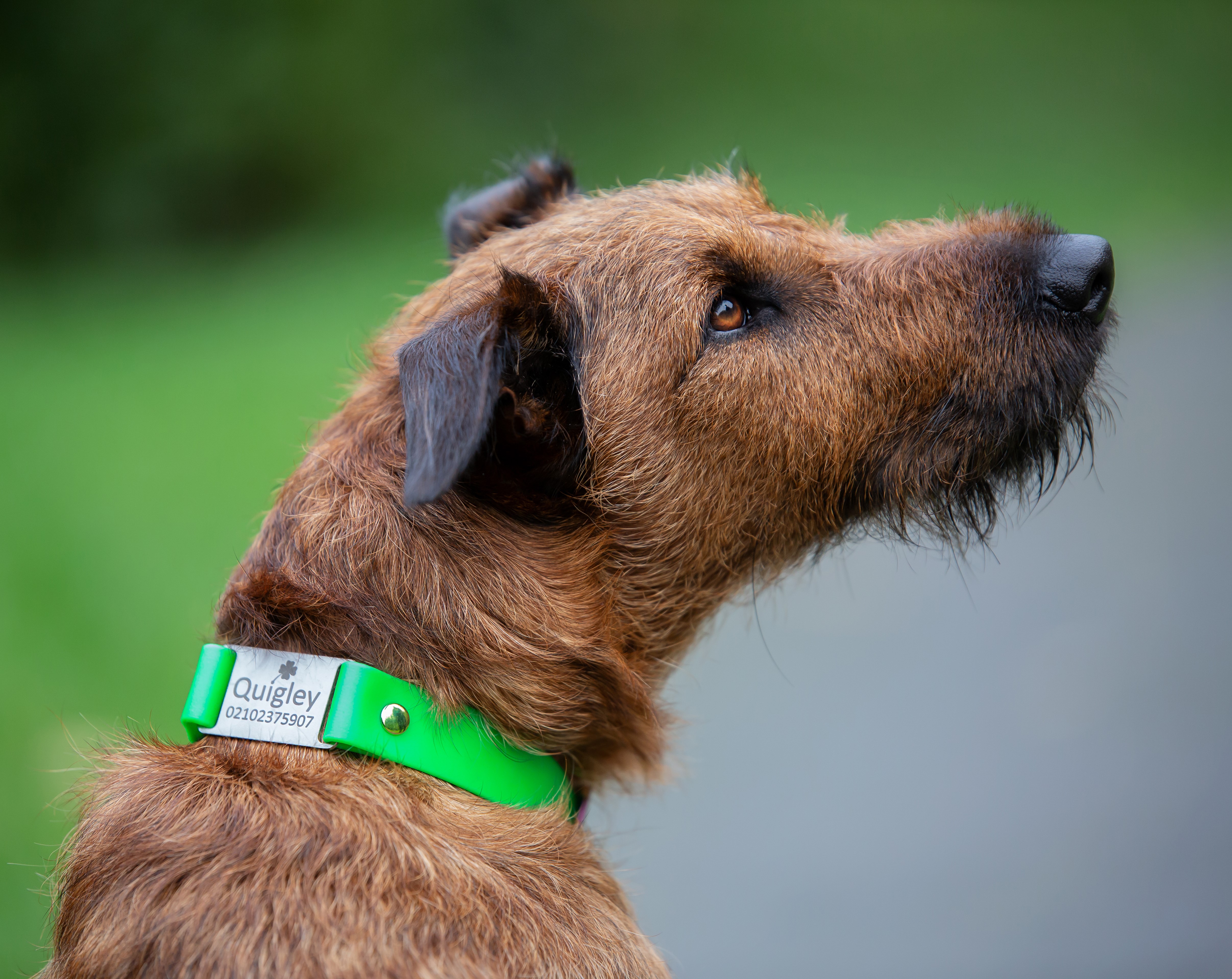 Classic Scrag Tag Collar - on Irish Terrier