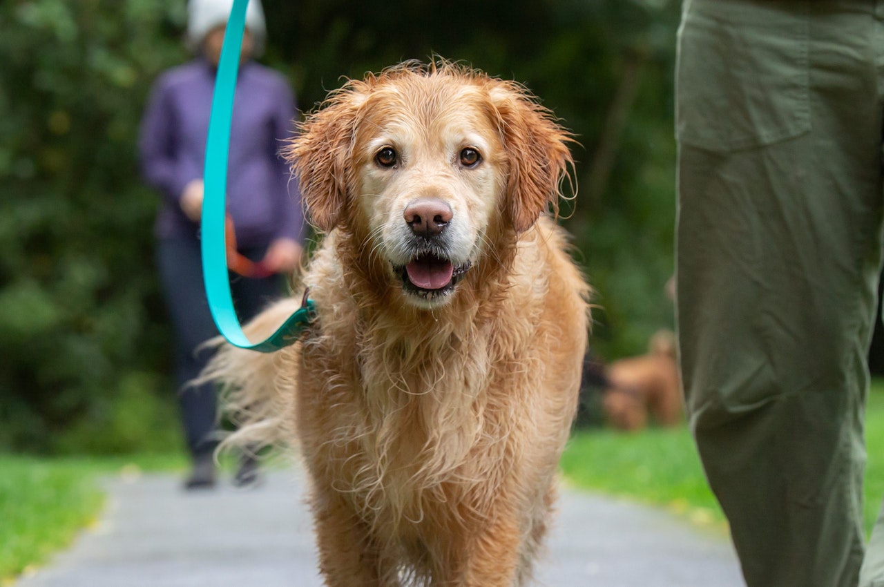 Golden Retriever with Led & Collared Classic Lead