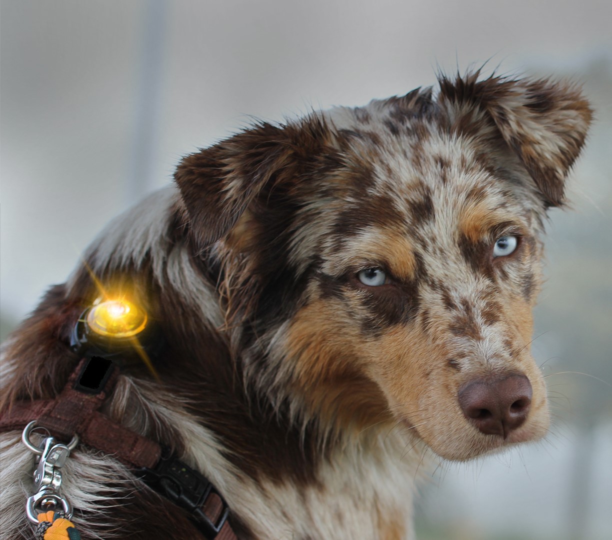 Dog Safety Lights & Accessories - Orbiloc Dual Dog Safety Light