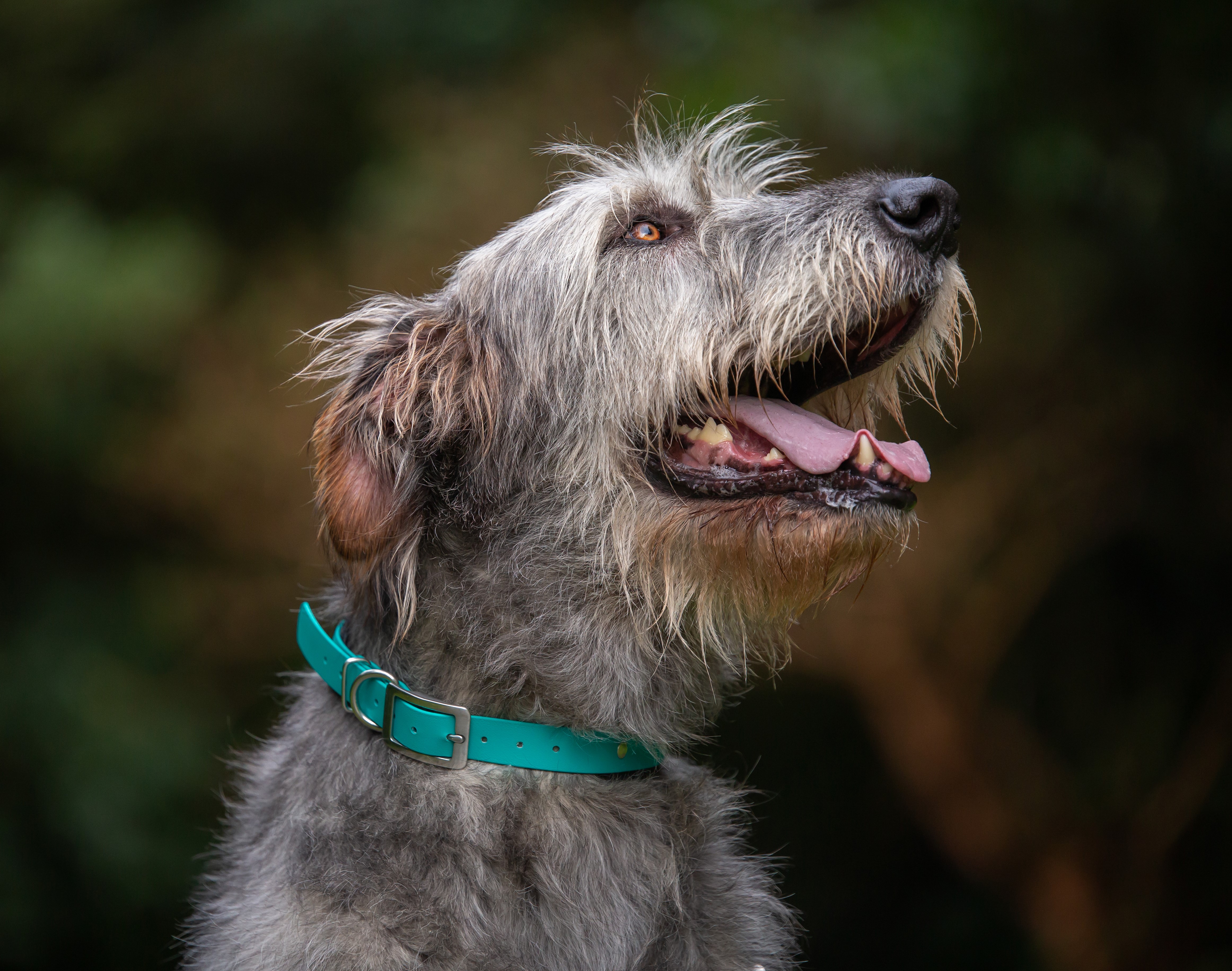Dog Measurement Guide - Irish Wolf Hound
