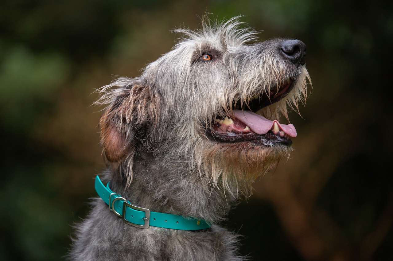 Dog Measurement Guide - Irish Wolf Hound