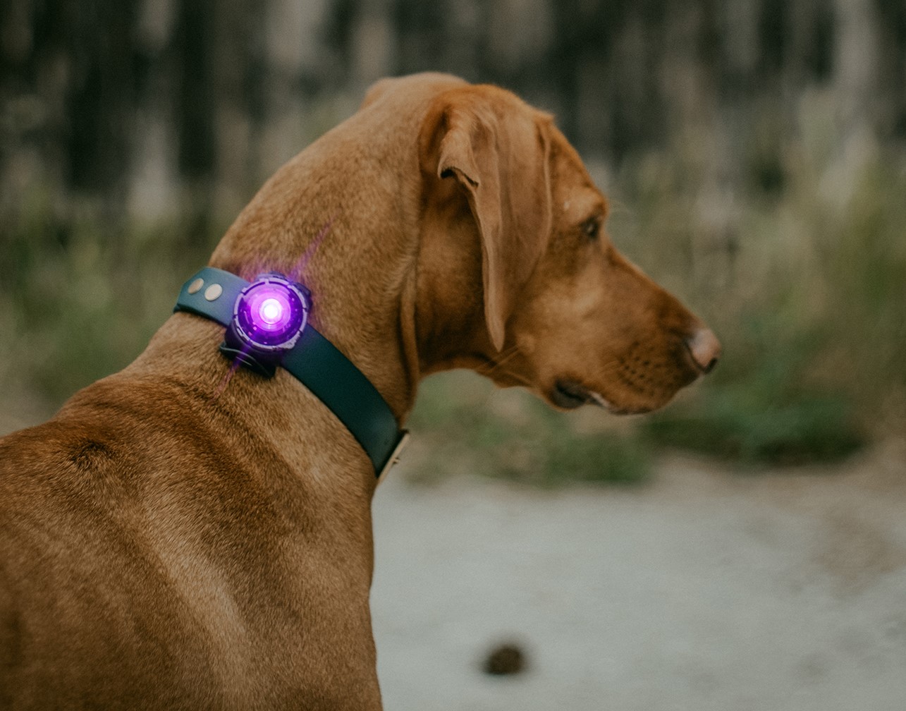 Orbiloc Dual Dog™ Safety Light - on Rhodesian Ridgeback