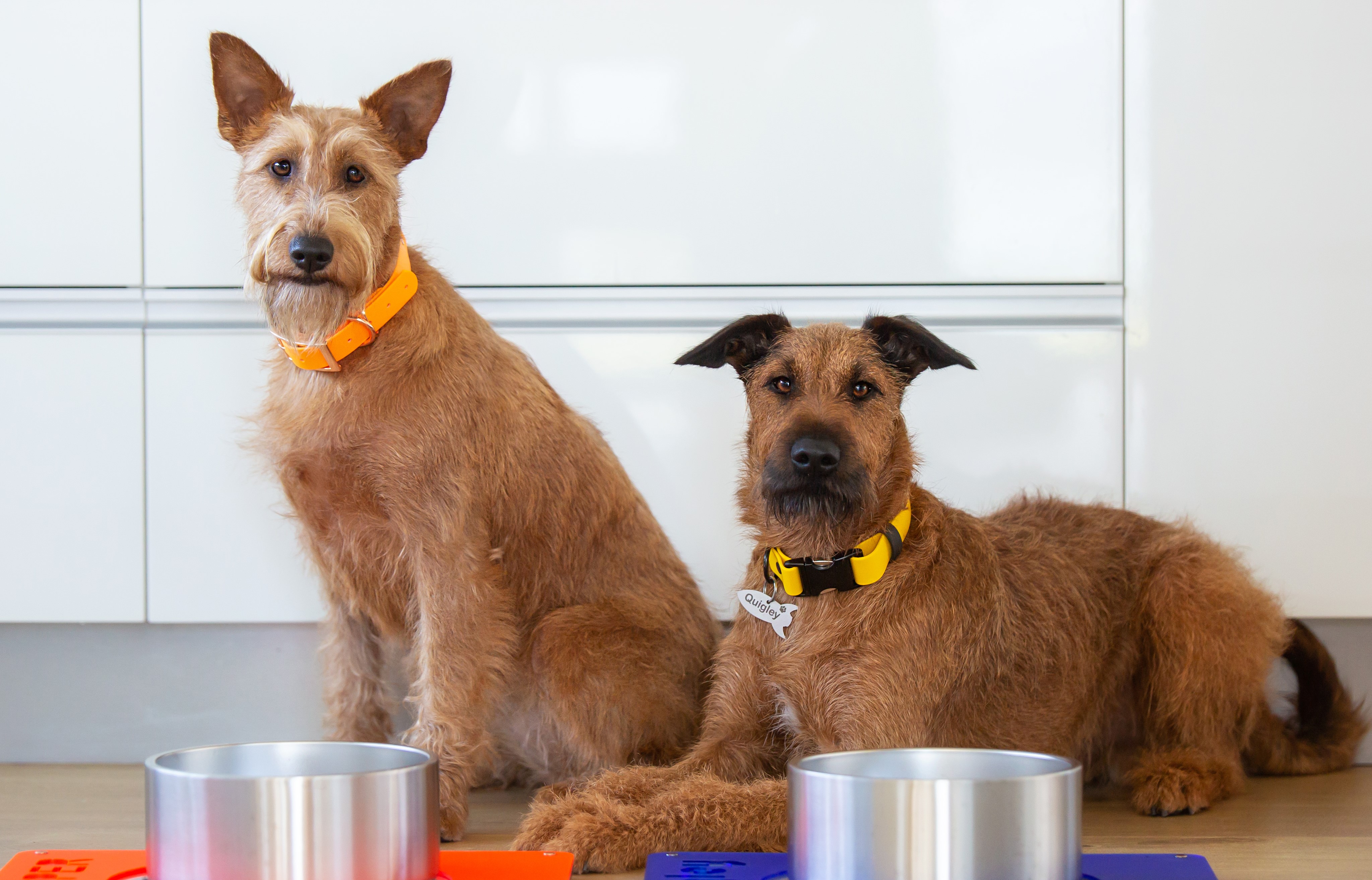 Stainless Steel Dog Bowl - Plain Steel on Feeding Mat