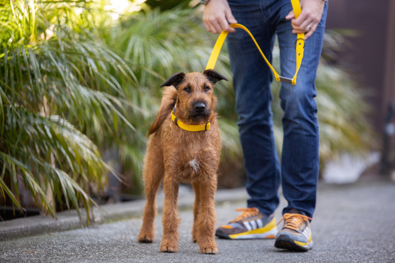 Labelled Dog Lead - Irish Terrier