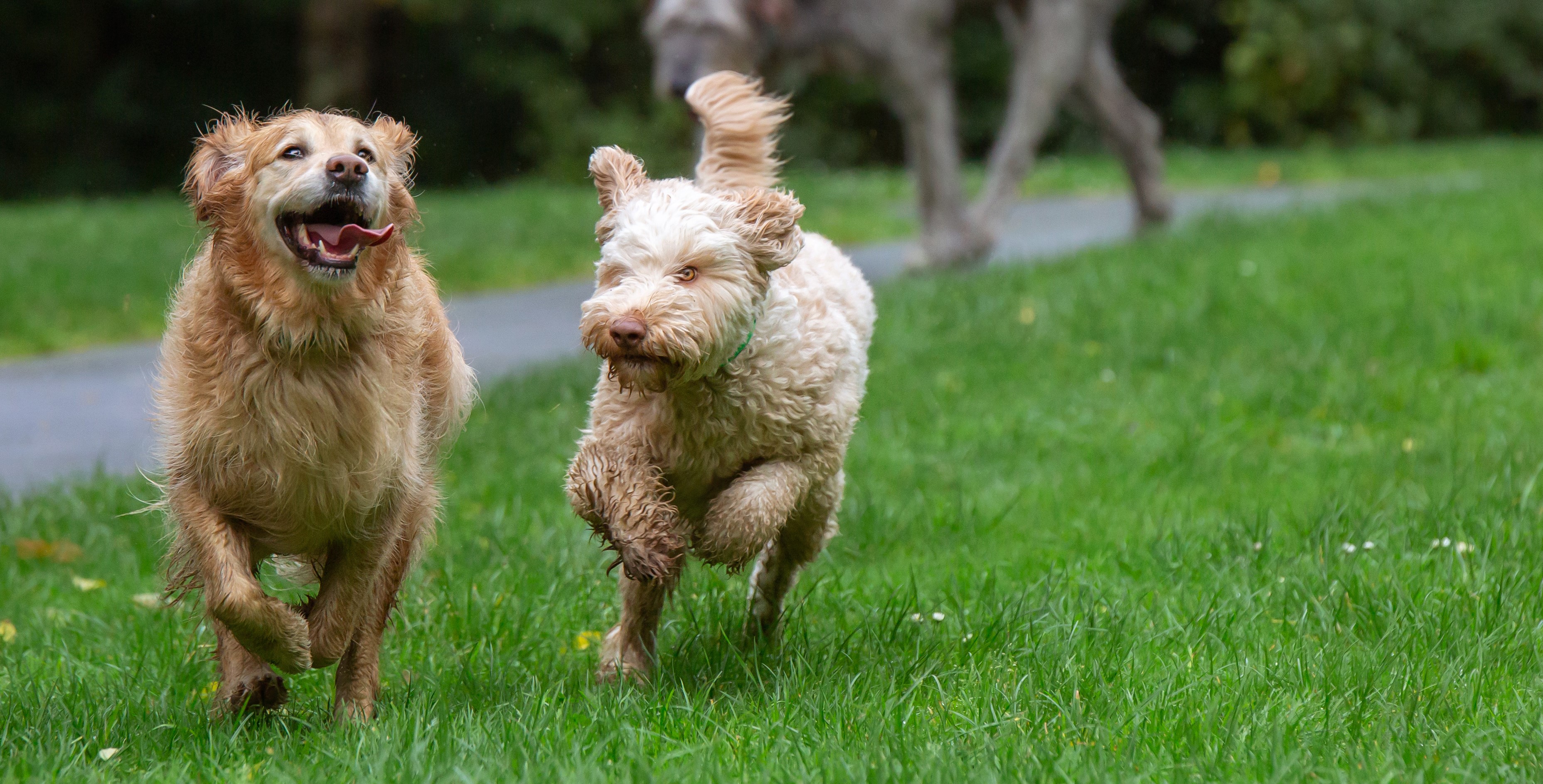 Gold Retriever and Labradoodle running