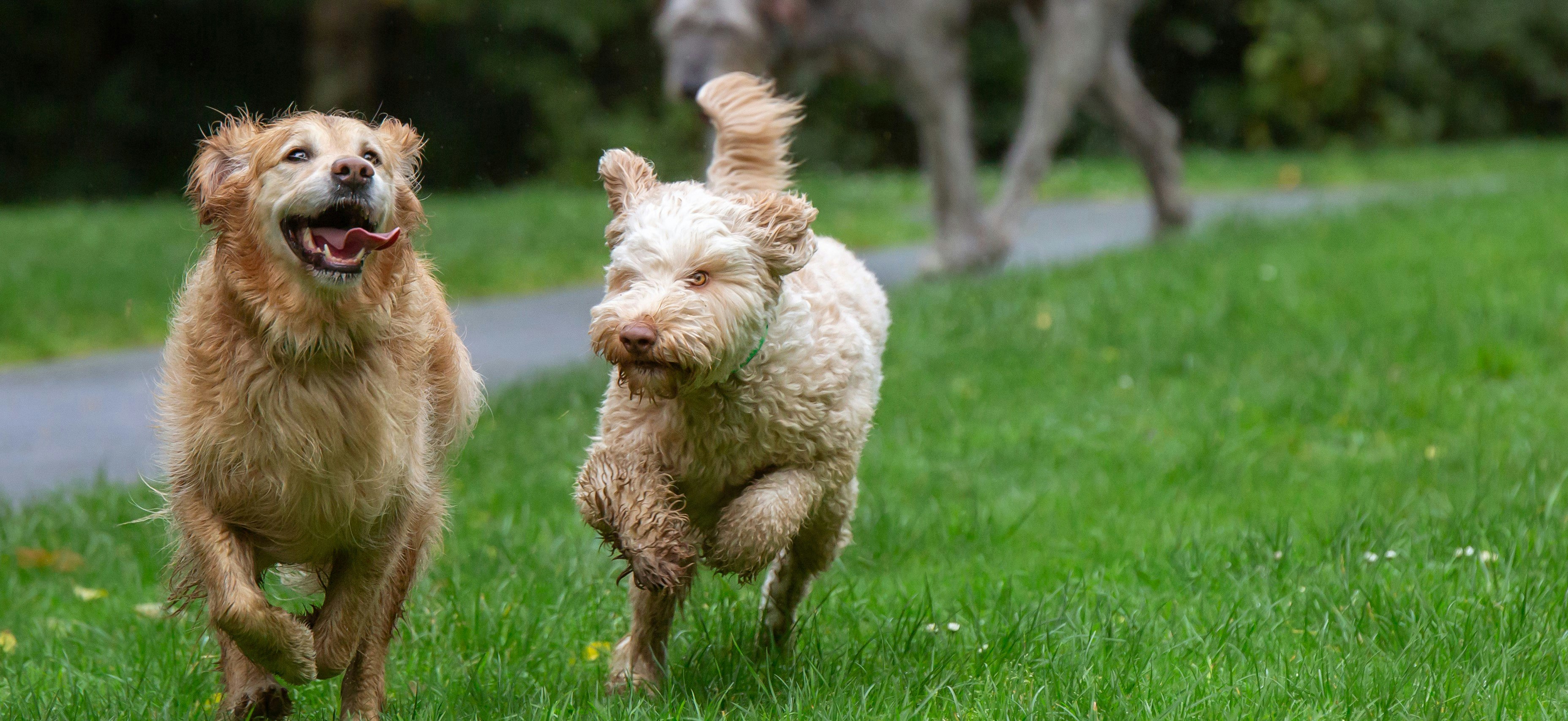 Gold Retriever and Labradoodle running