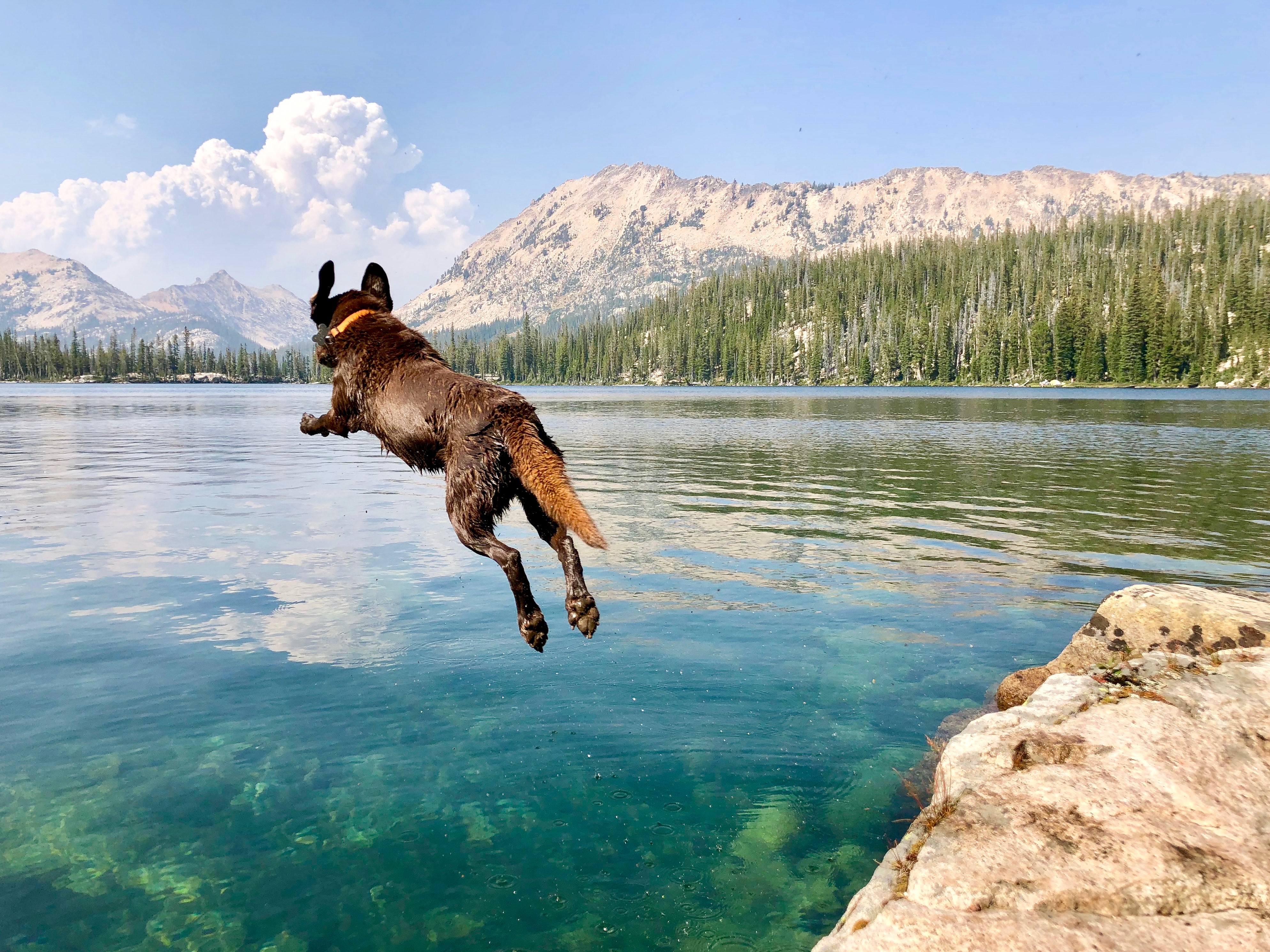 Dog jumping into water