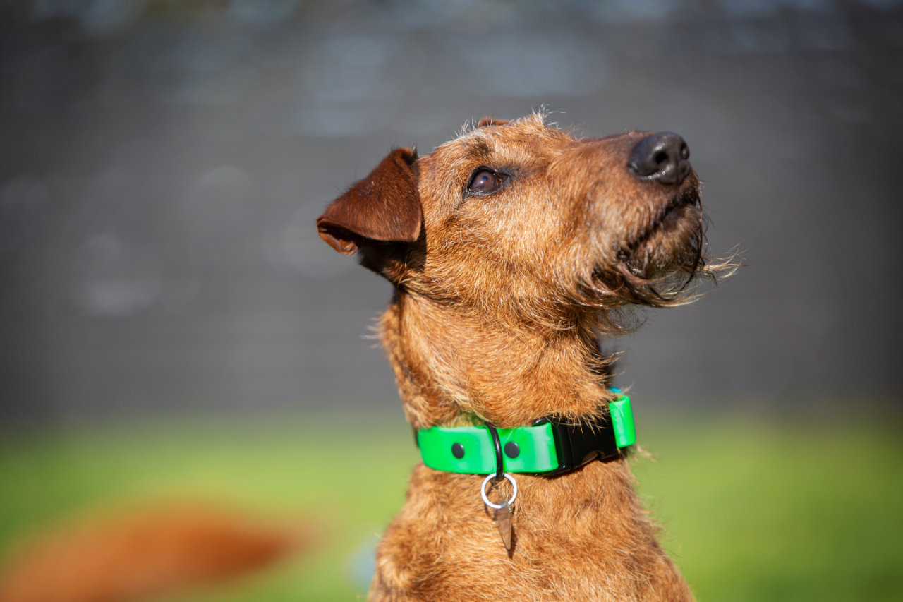 Quick Release Dog Collar - on Irish Terrier