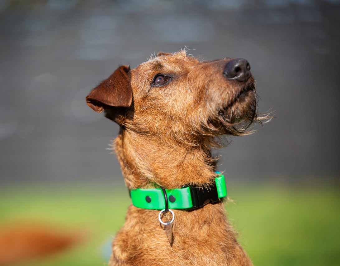 Quick Release Dog Collar - on Irish Terrier