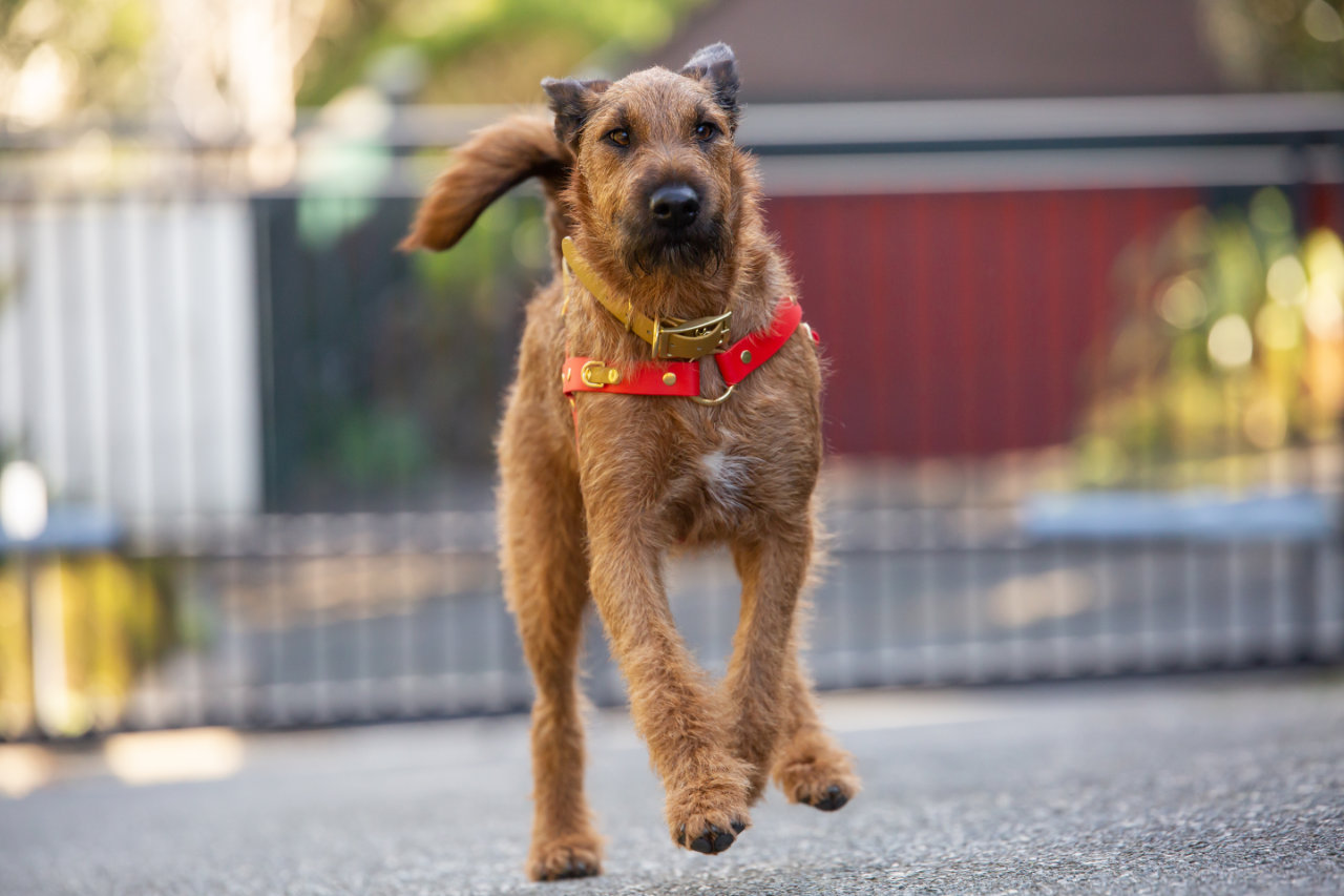 Quick Release Dog Harness - Red and Gold, on Irish Terrier