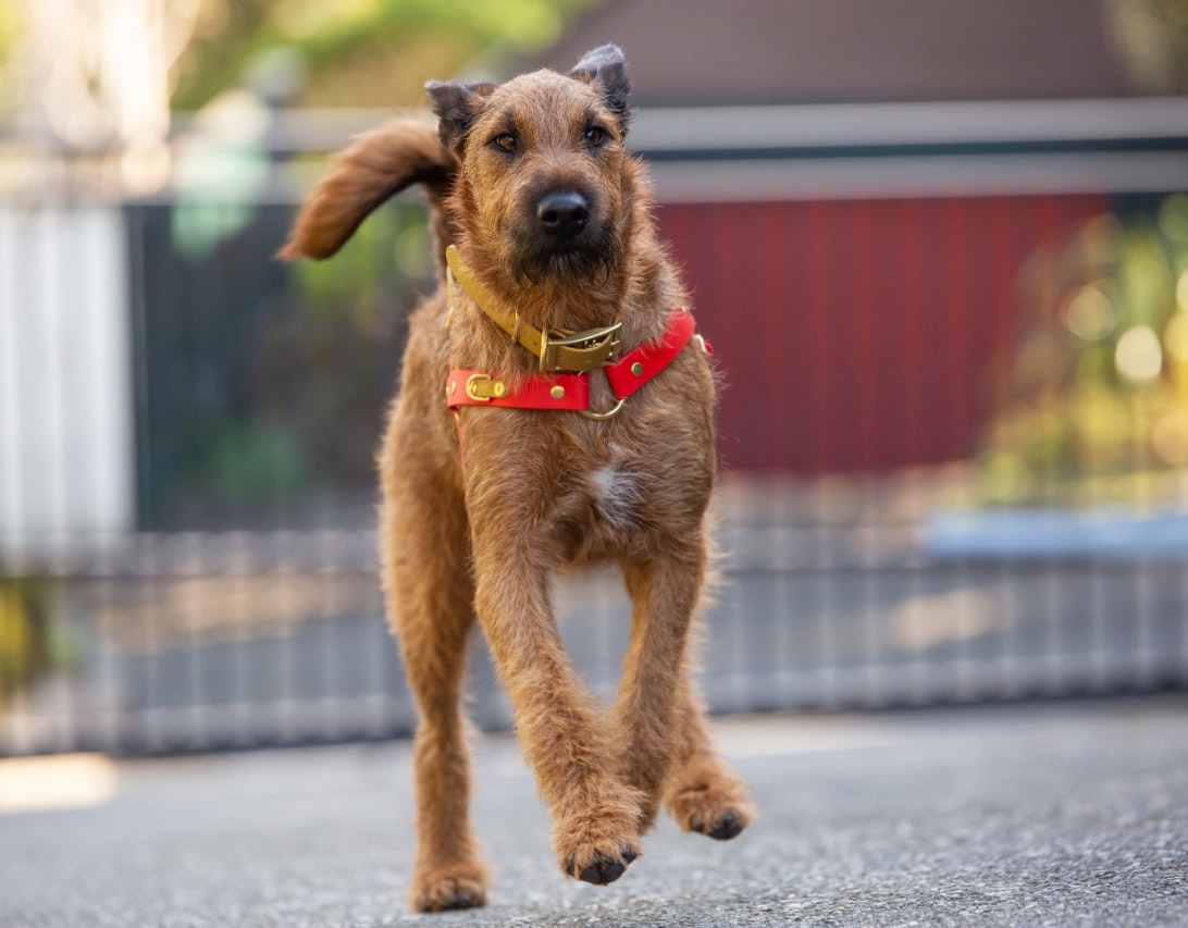 Quick Release Dog Harness - Red and Gold, on Irish Terrier