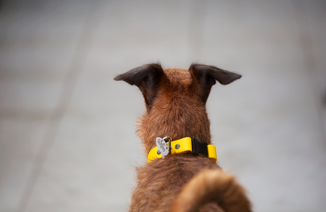 Irish Terrier wearing Led & Collared Quick Release Collar and Stainless Steel Tag