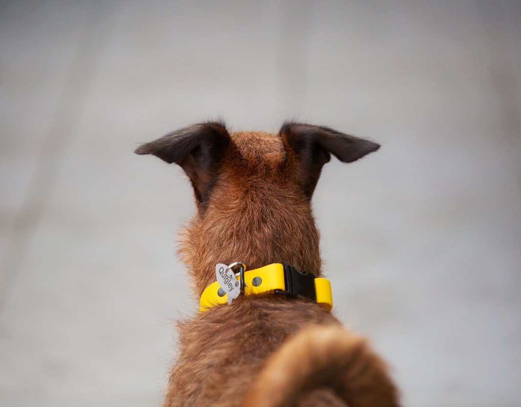 Stainless Steel Dog Tag on Irish Terrier