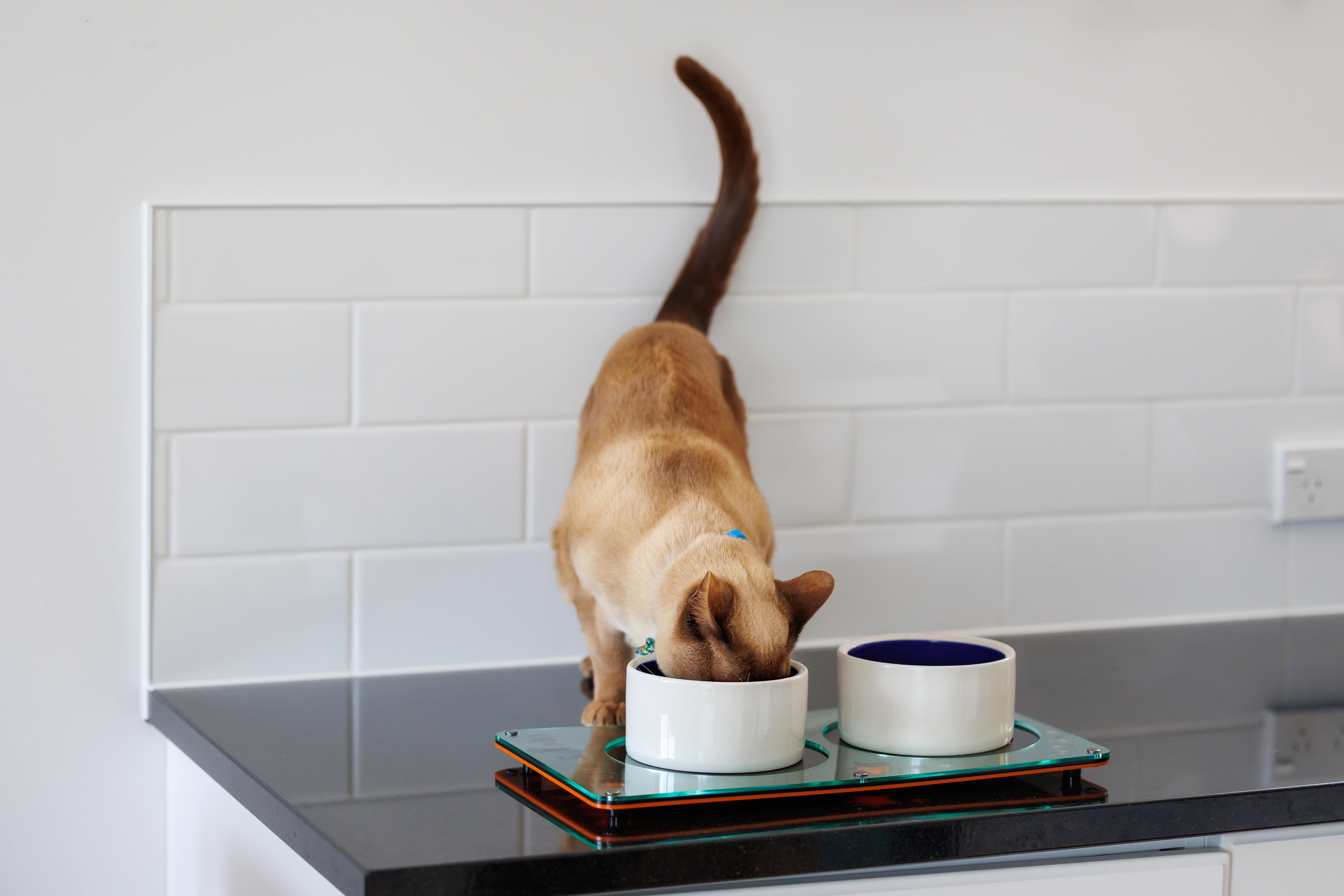 Double Bowl Cat Feeding Mat - Cat Eating