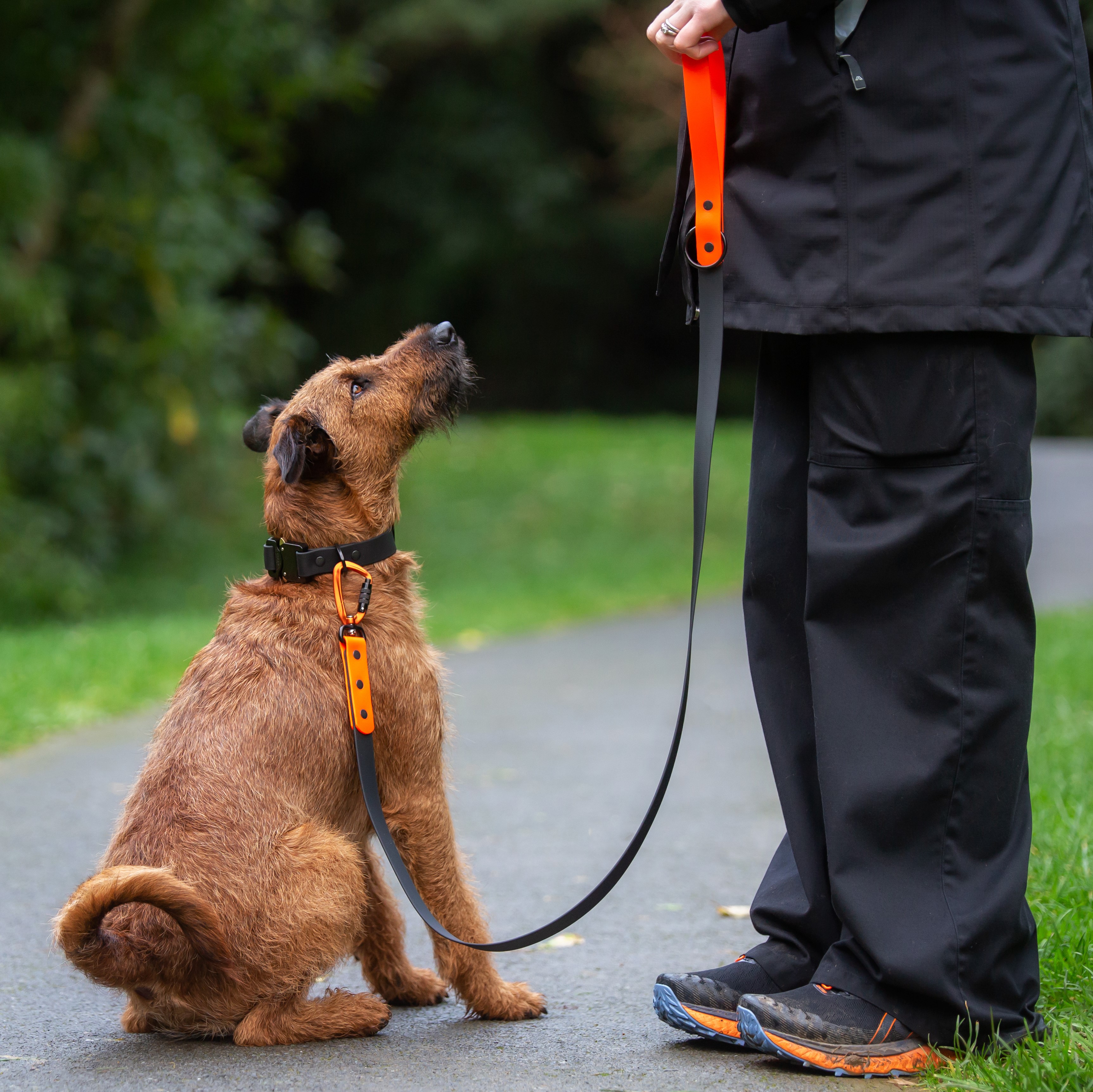 Cobra Dog Collars - Irish Terrier