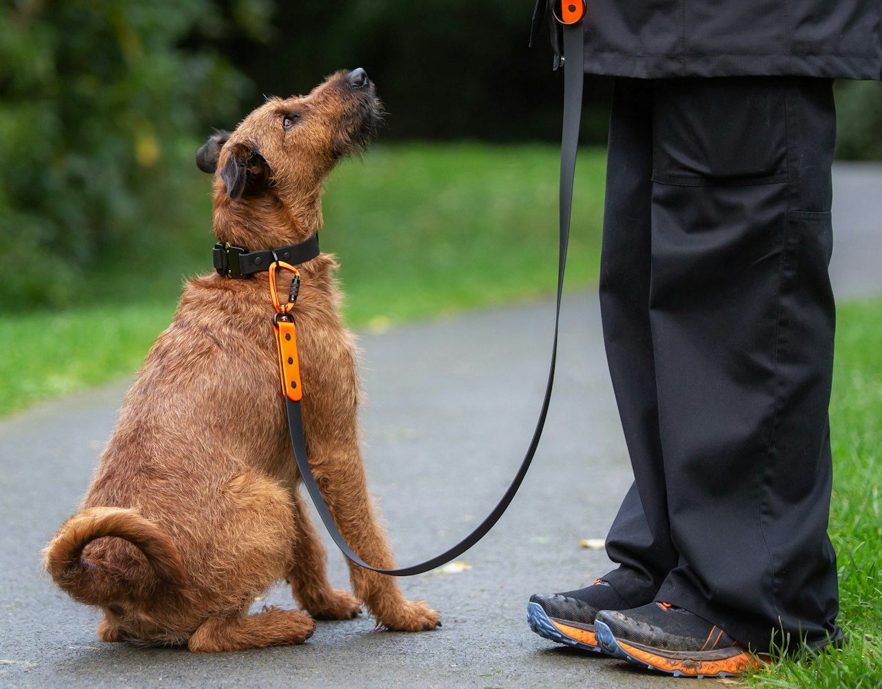 Cobra Dog Collars - Irish Terrier