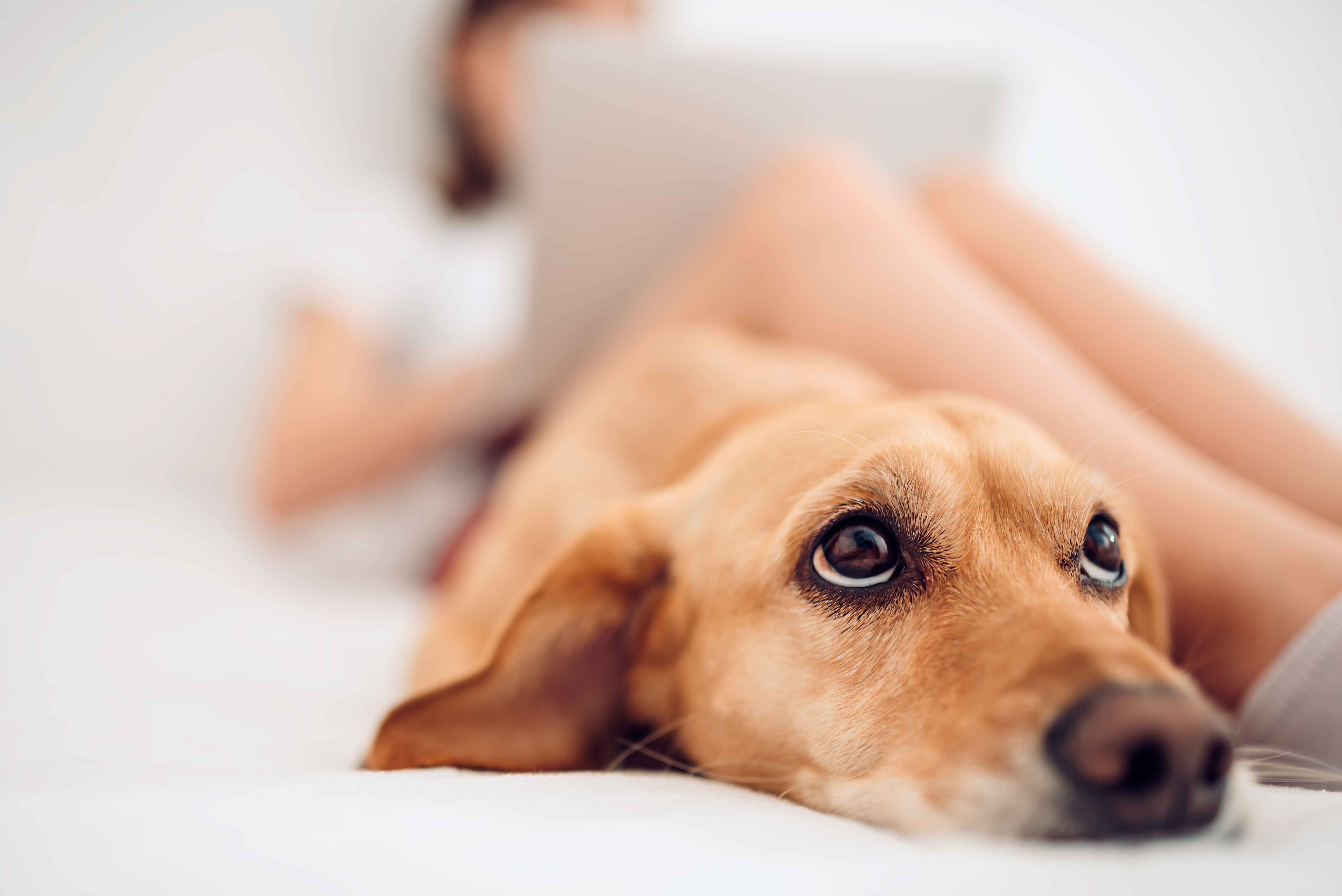 Close up of dog laying on a bed with owner