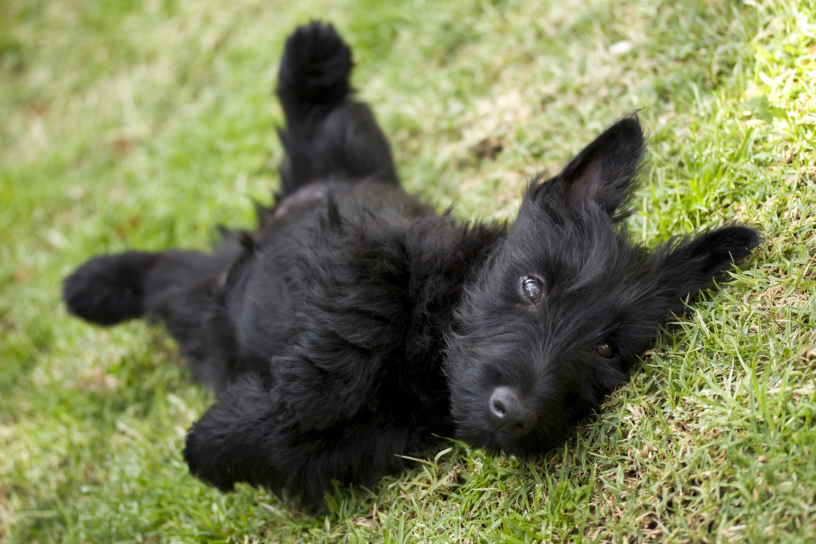 Scottish Terrier puppy