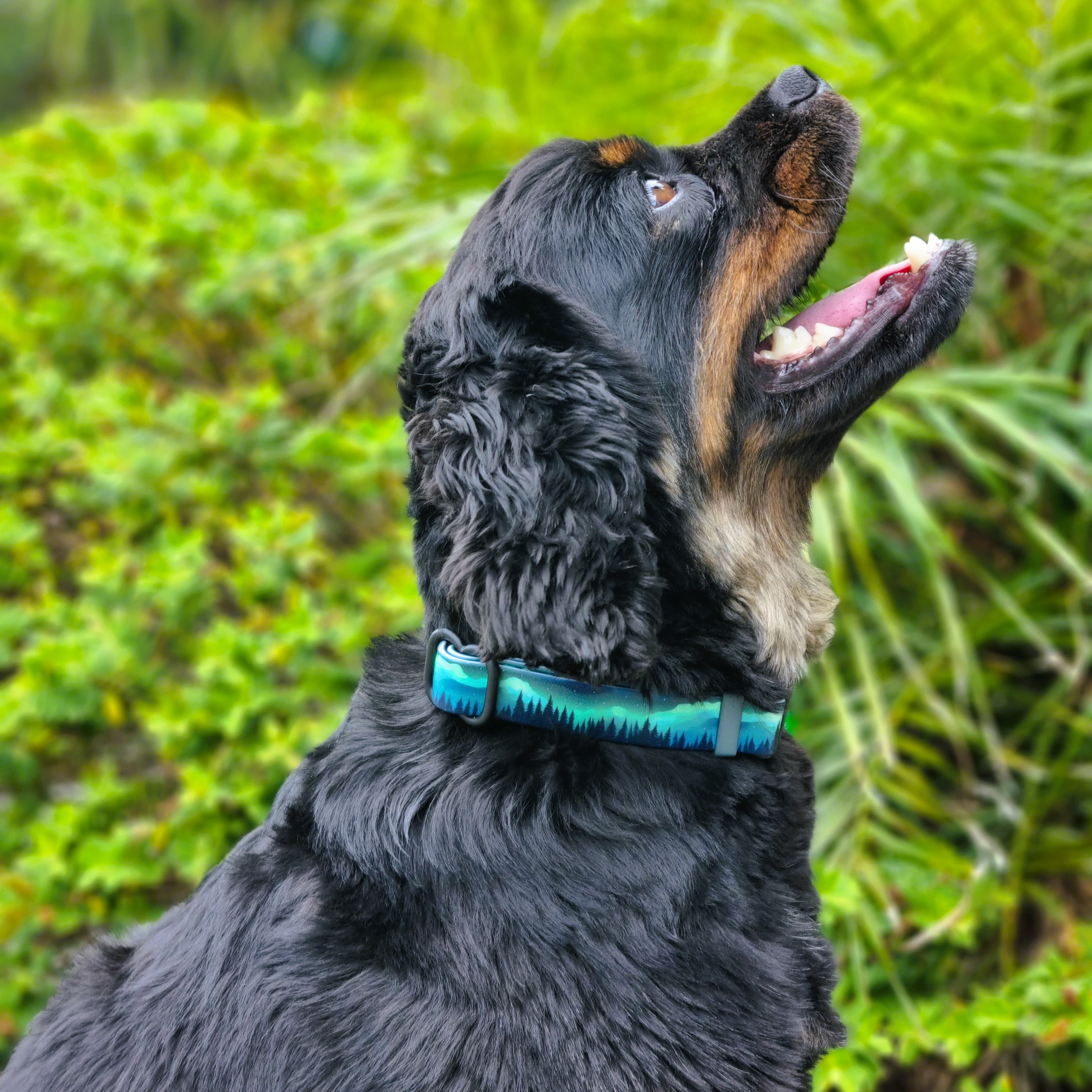 Designer Quick Release Collar - Northern Light - On King Charles Cavalier