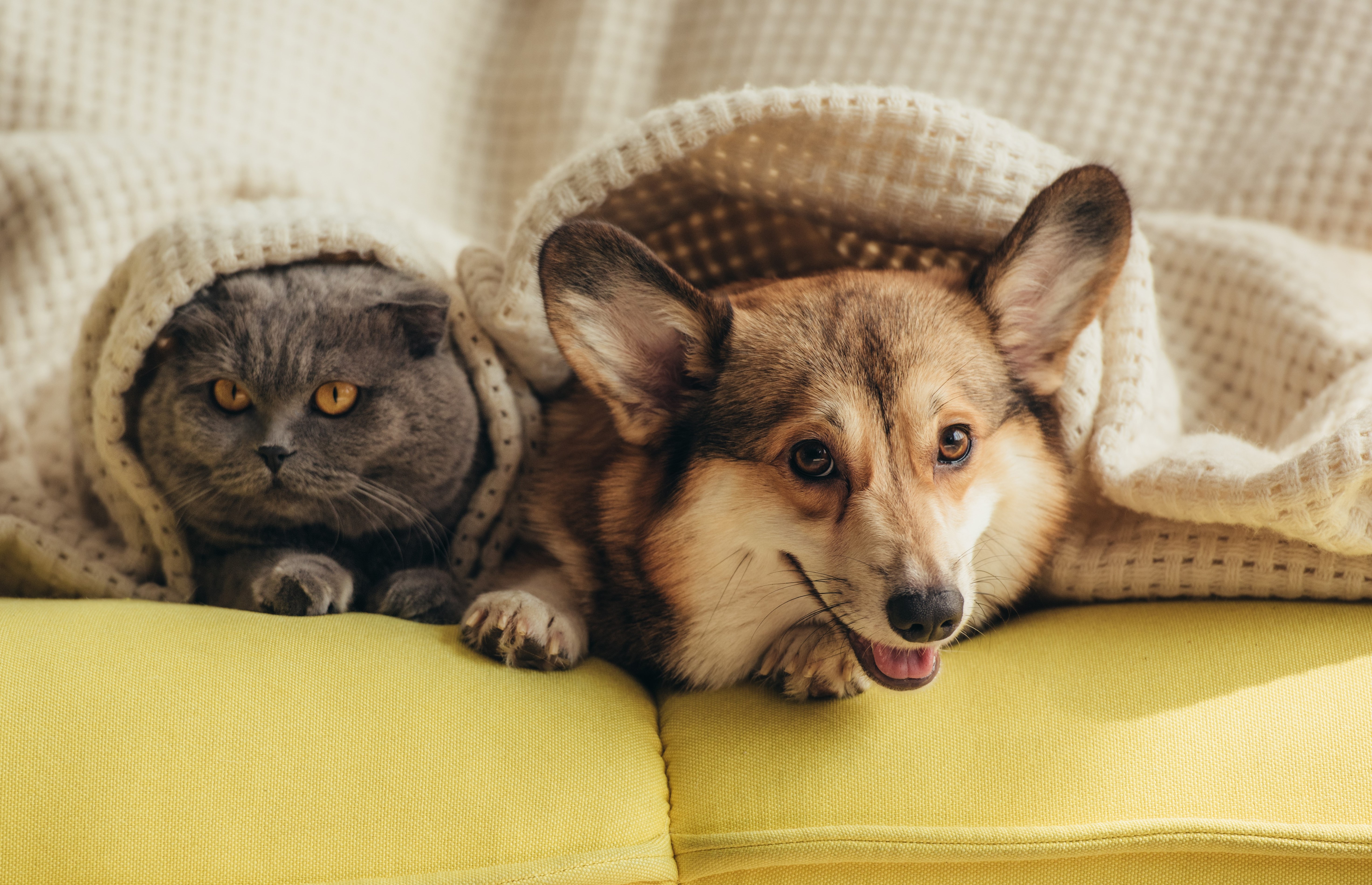 The Cats and Dogs Dinner Company