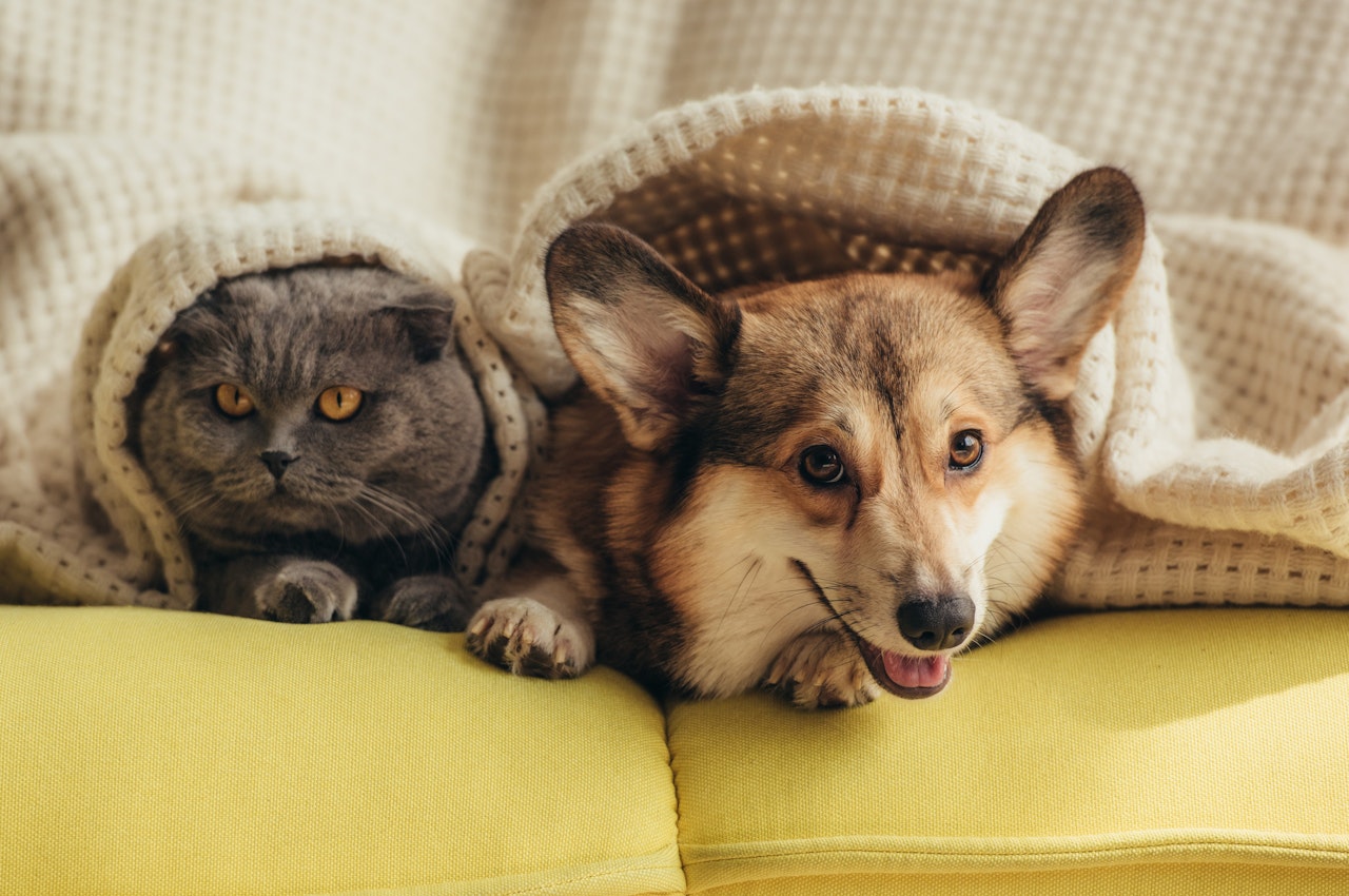 The Cats and Dogs Dinner Company