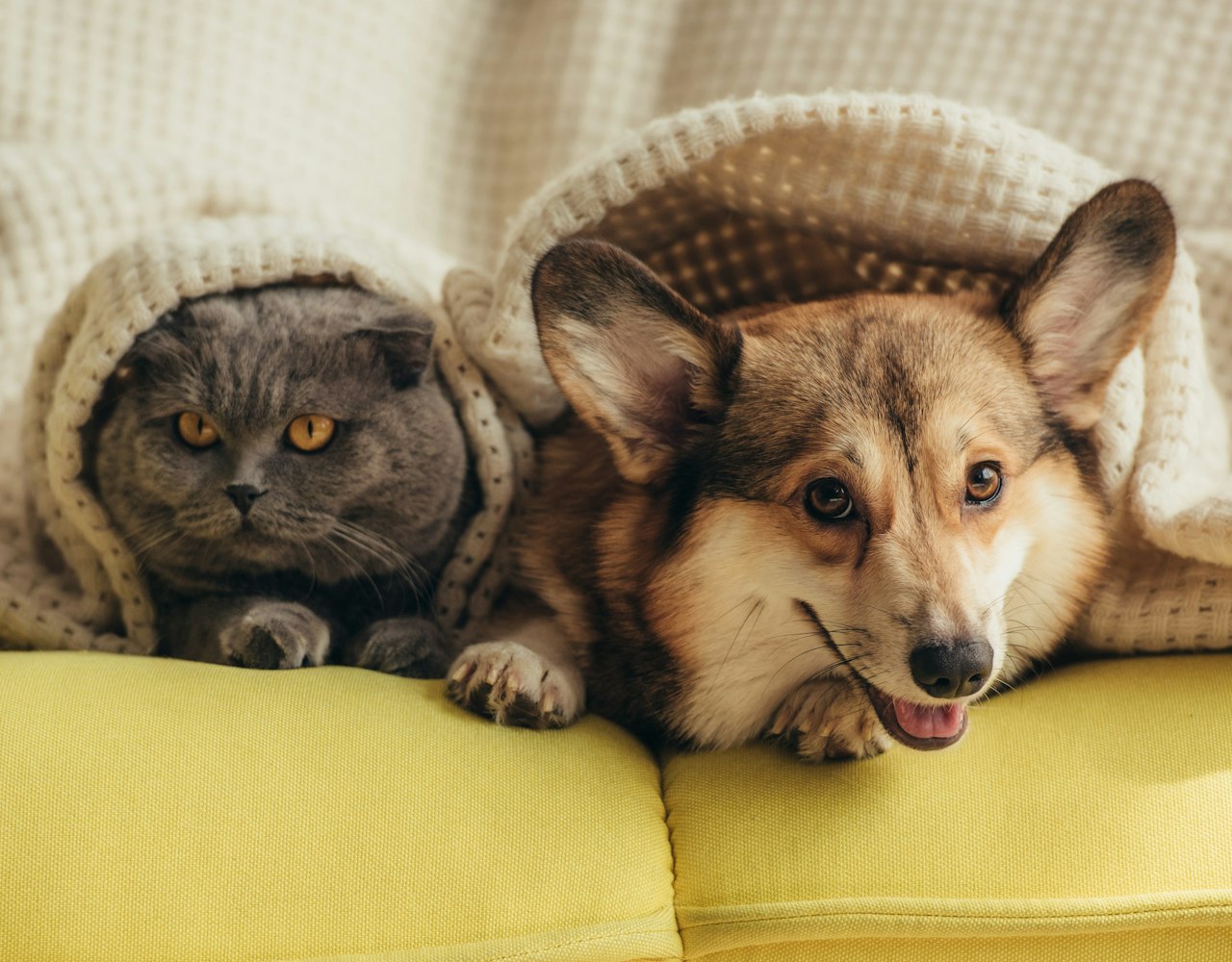 Cat and Corgie
