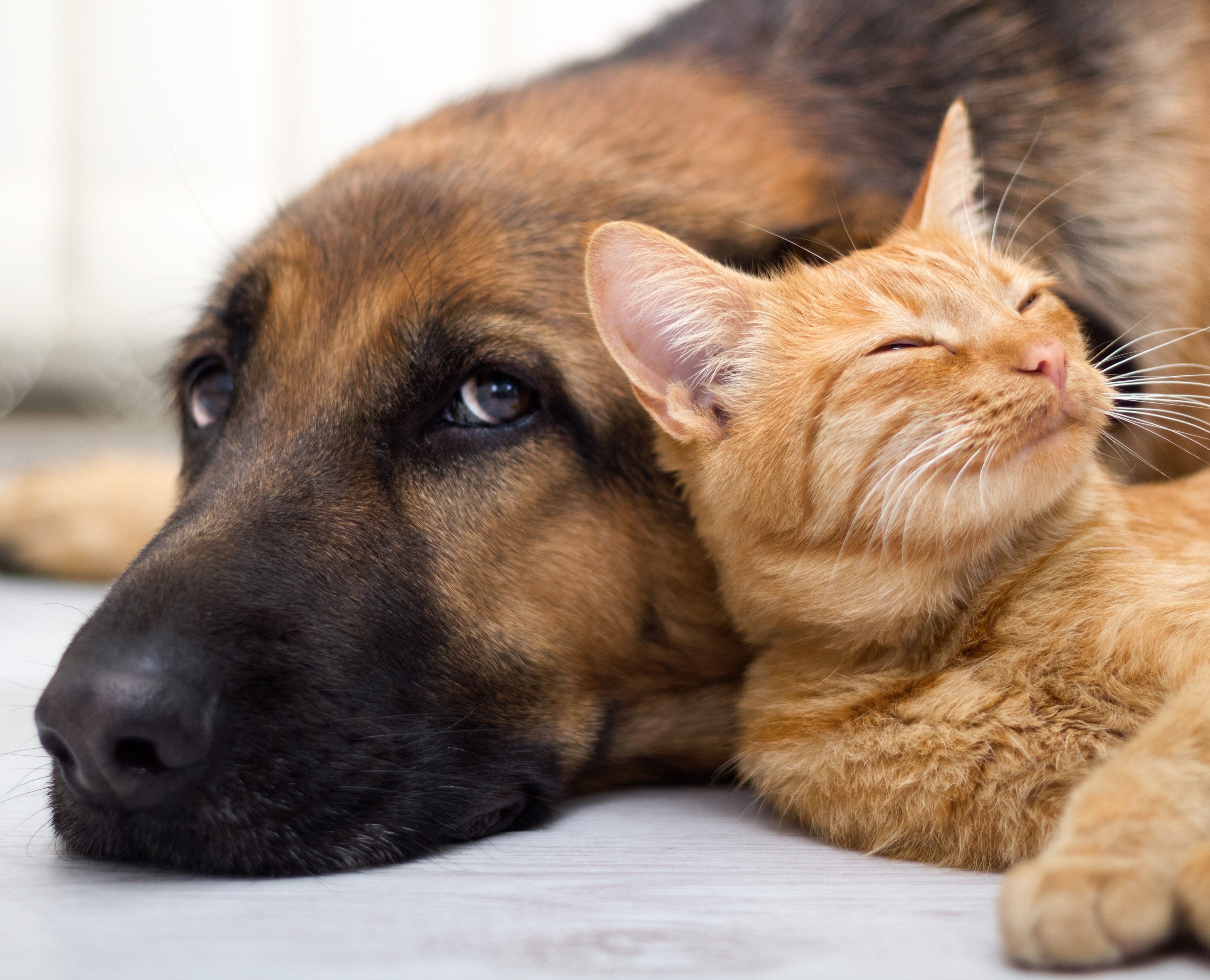 Orange black dog and cat