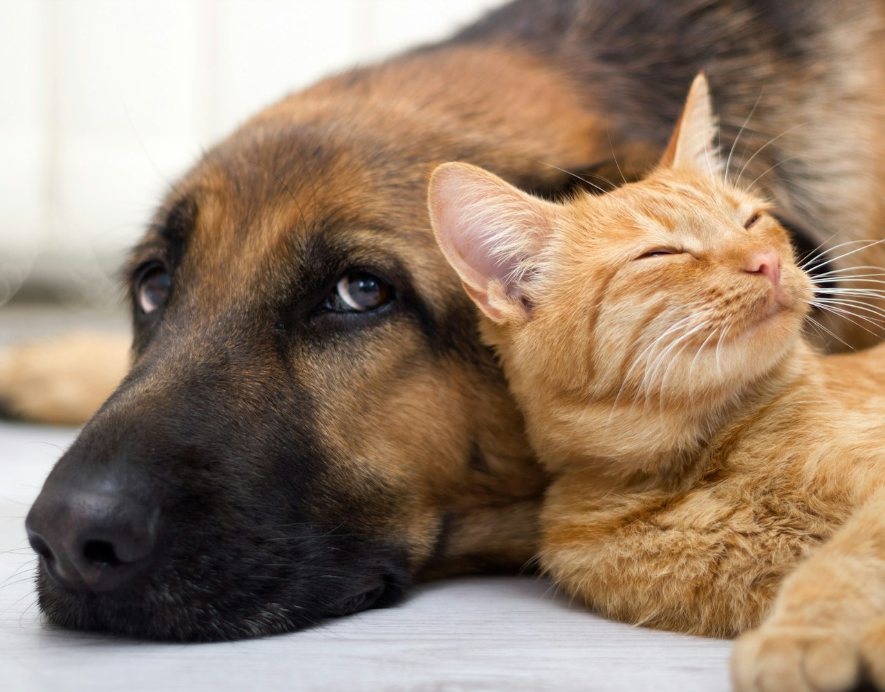 Orange black dog and cat