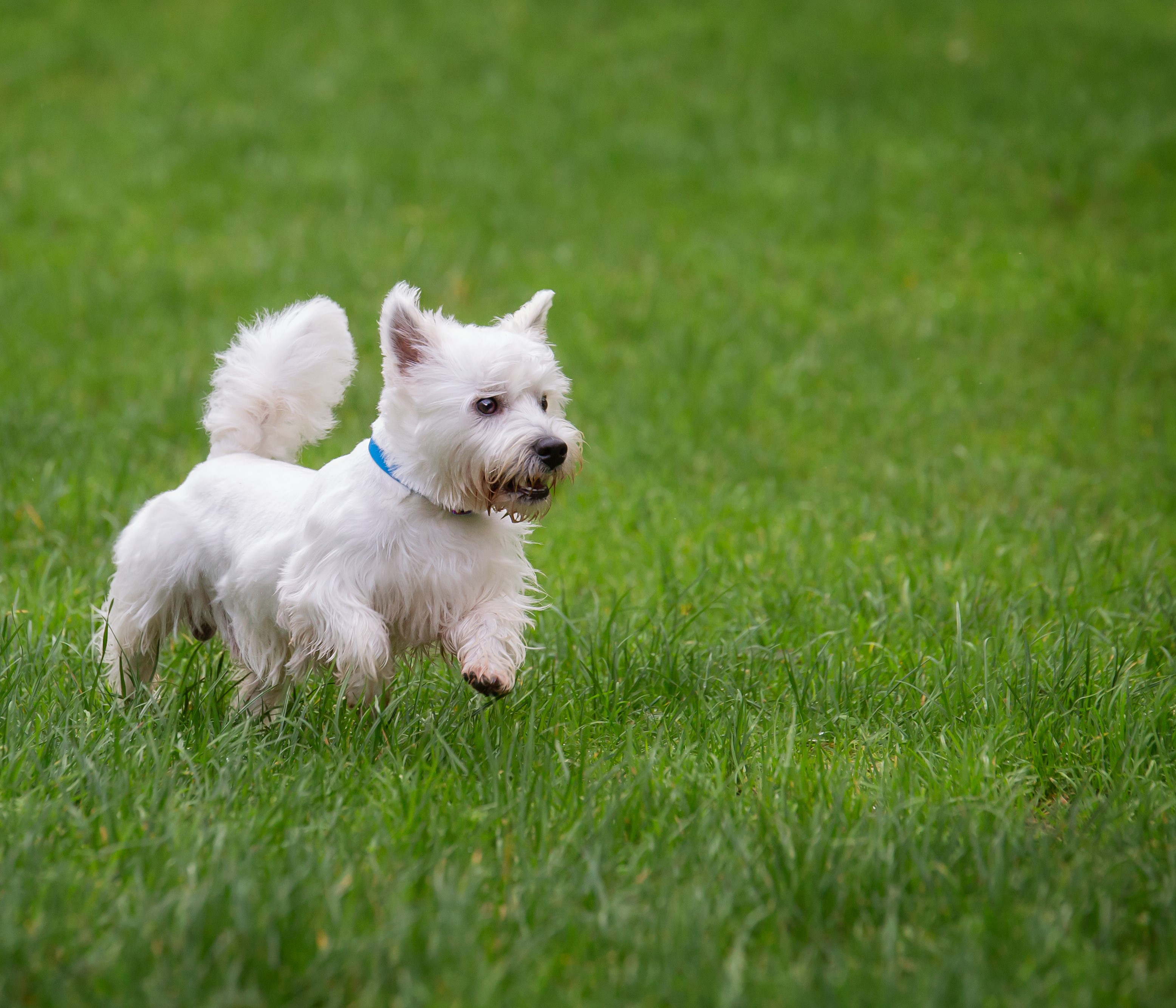 Led & Collared West Highland Terrier