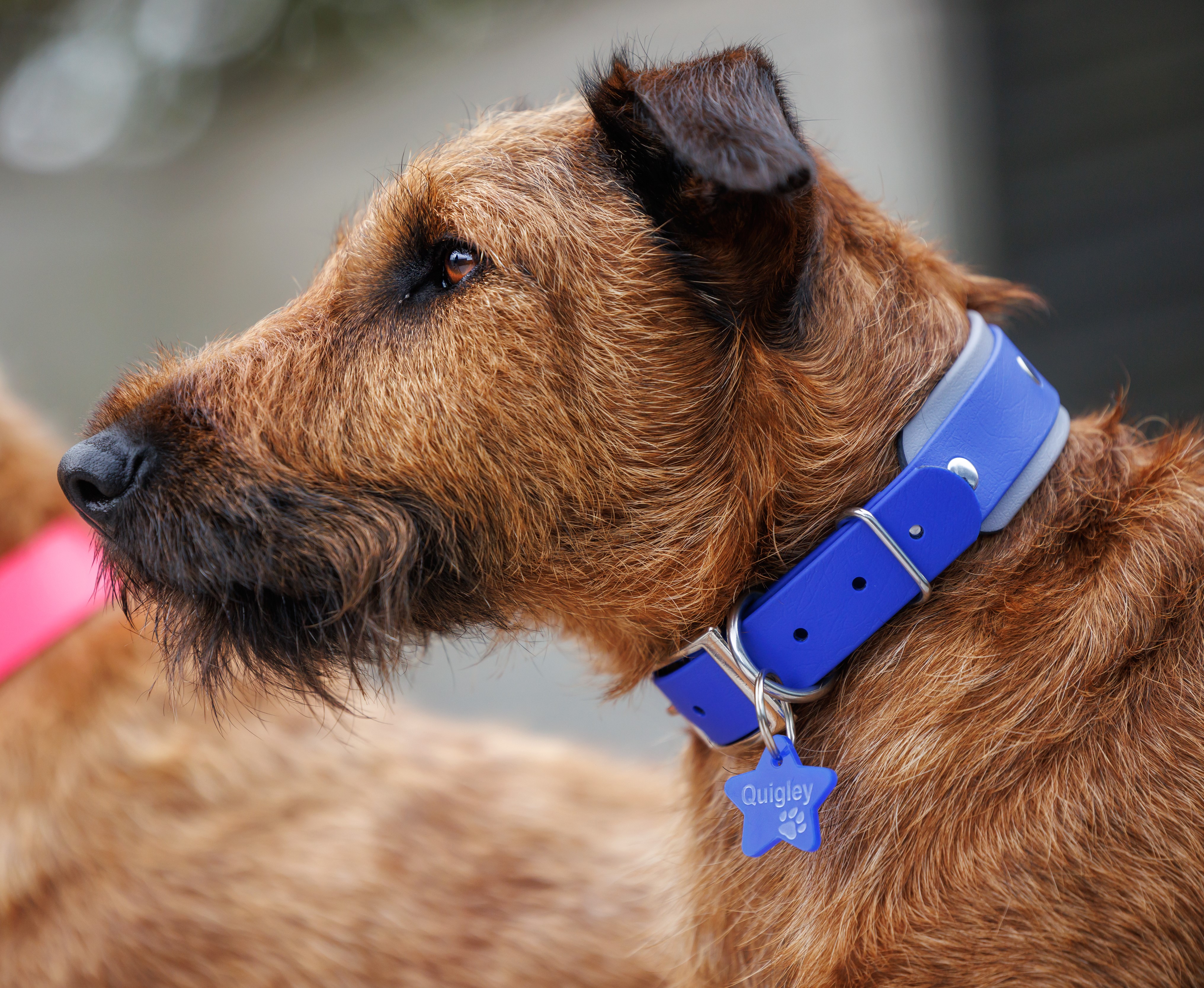 Double Dog Collar - on Irish Terrier