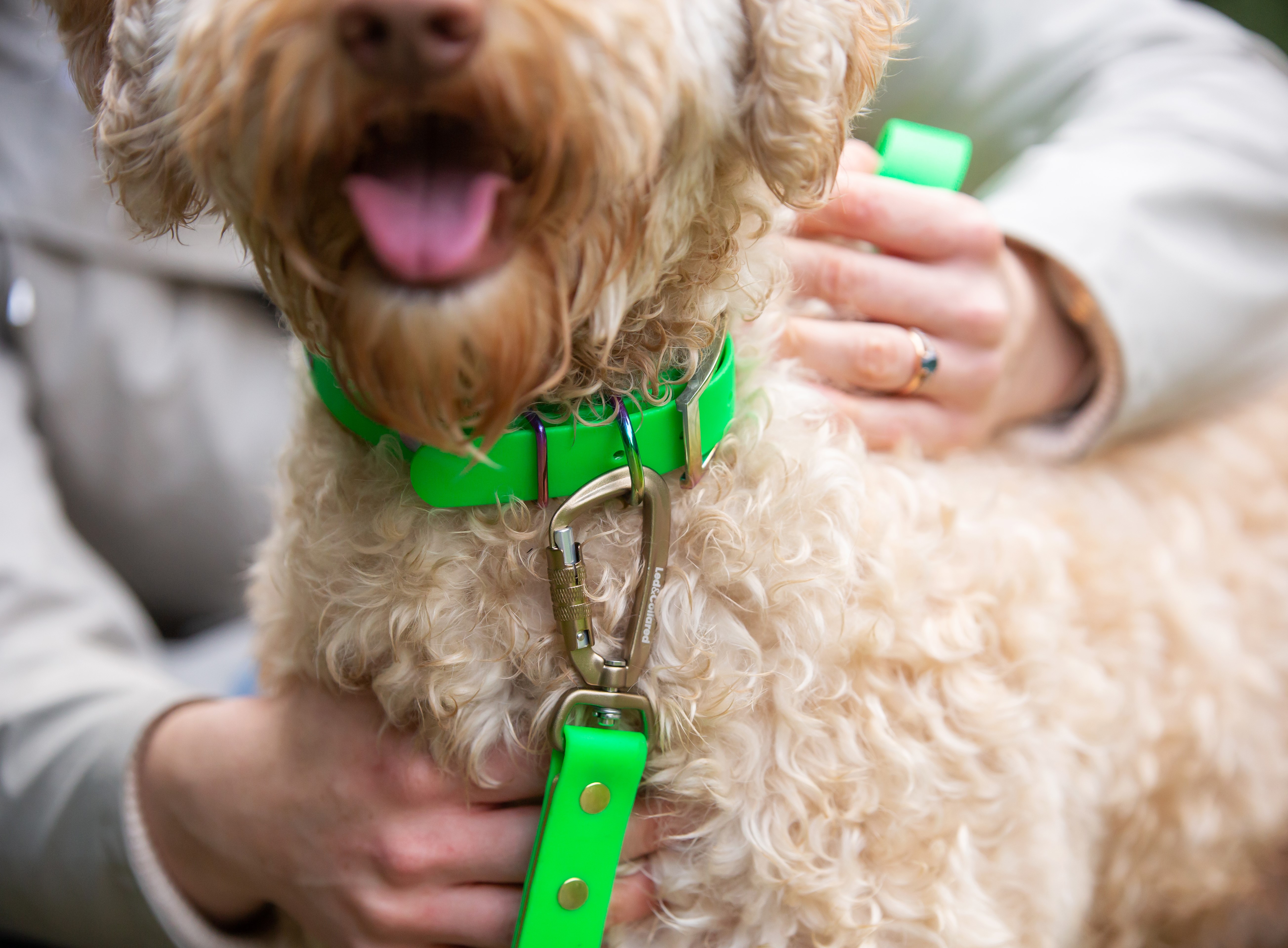 Two-Tone Carabiner Lead - Gold and Green, Labradoodle