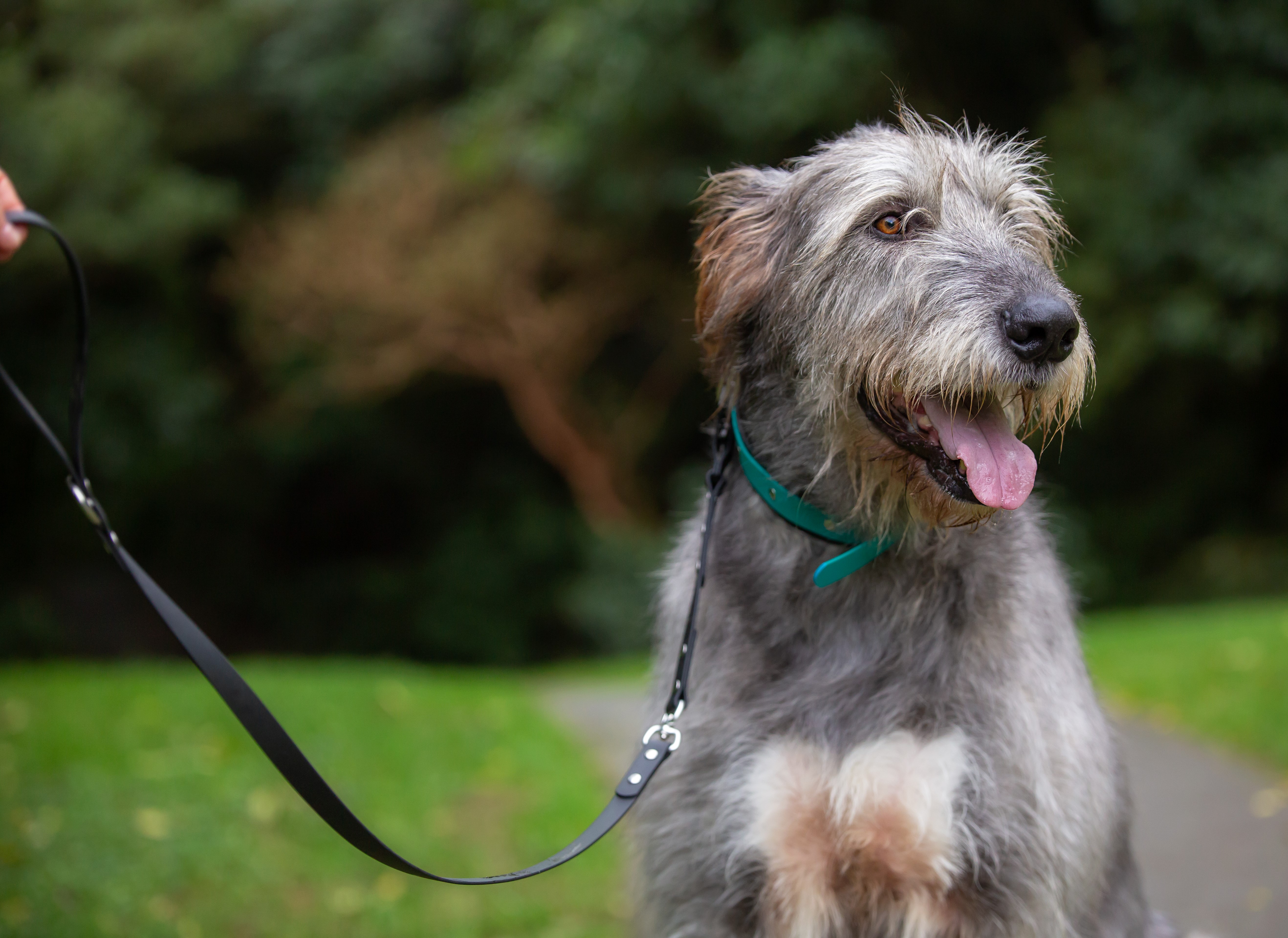 Tactical Dog Lead - Irish Wolf Hound
