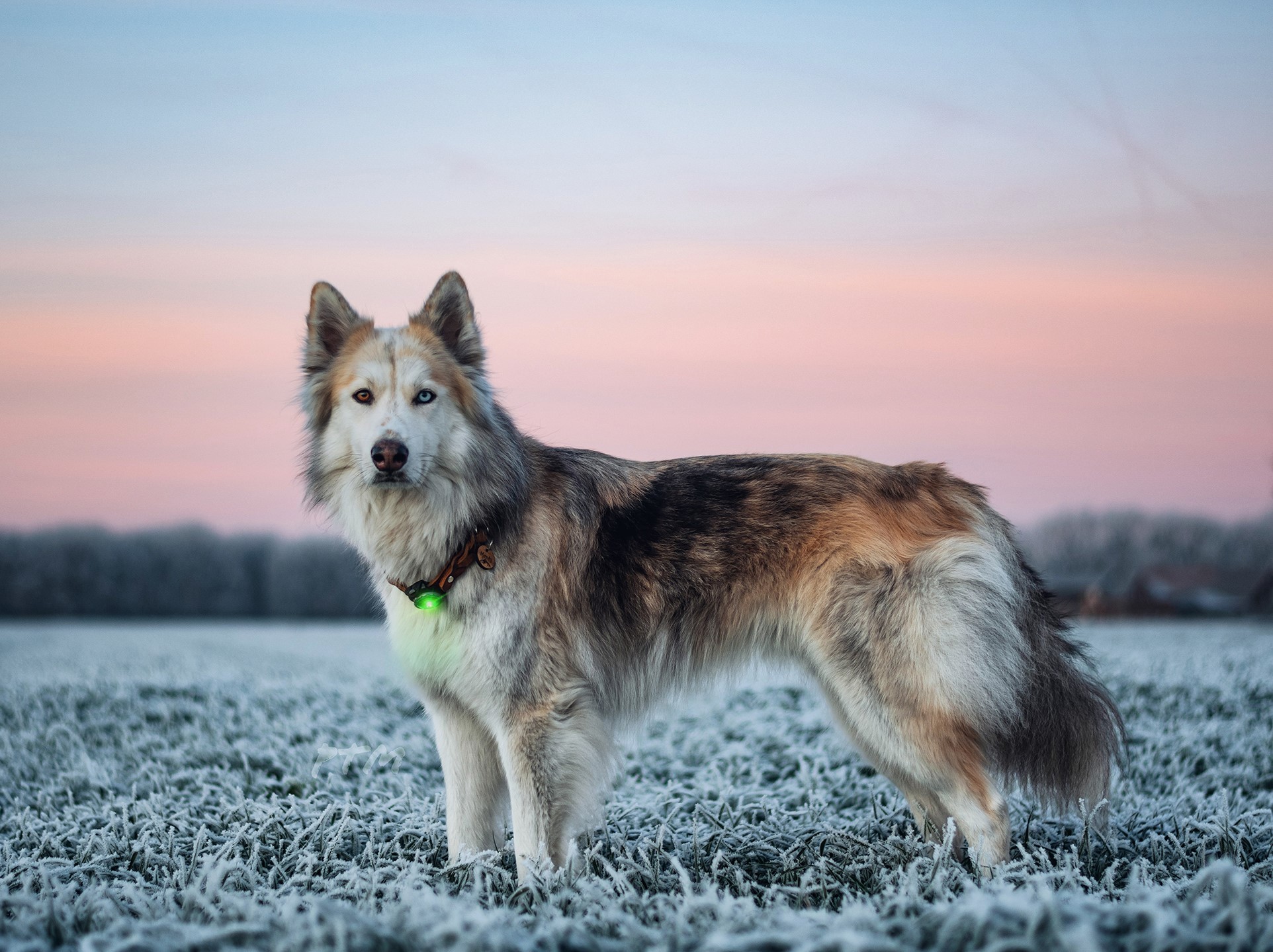 Orbiloc Safety Light - Husky