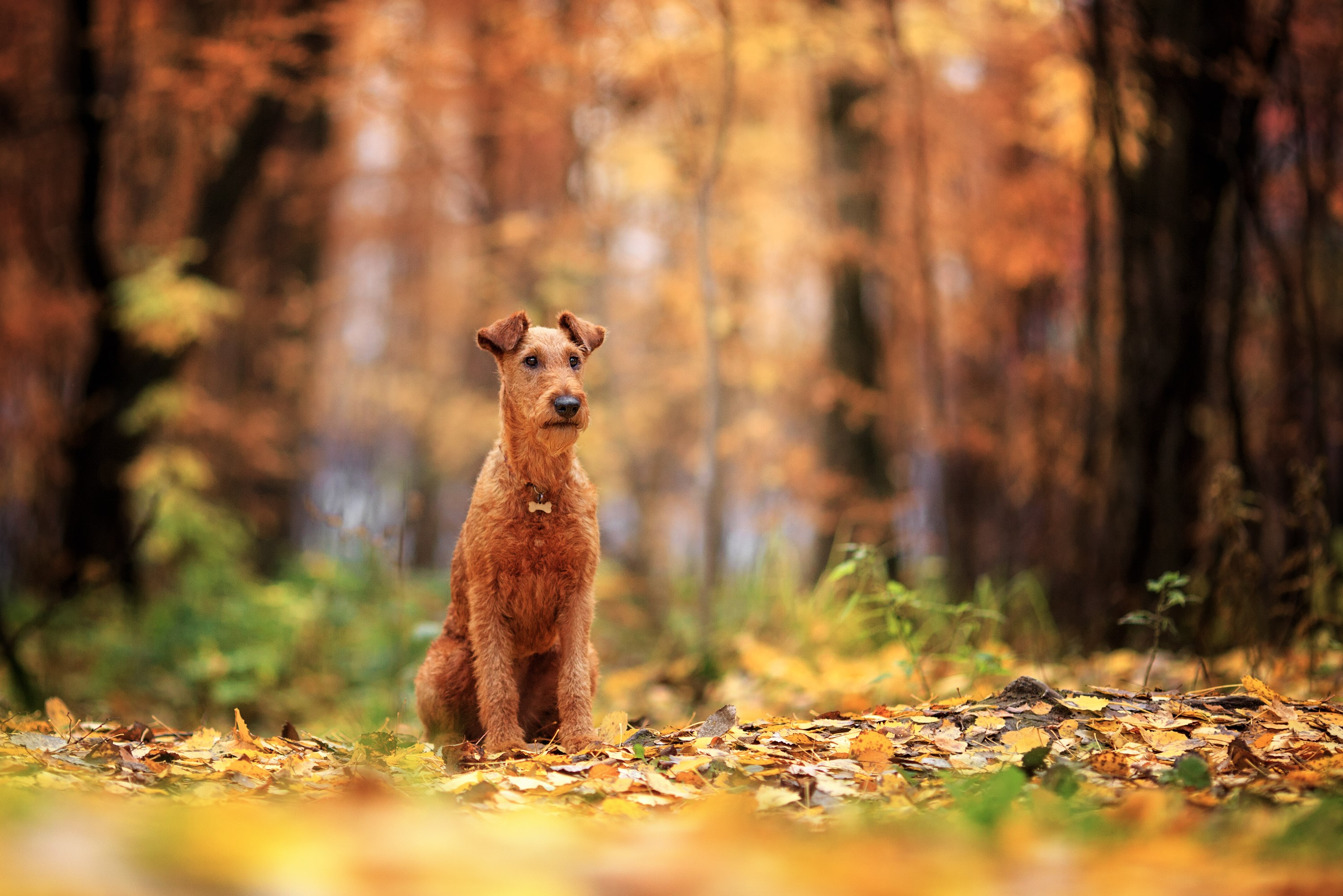 Irish Terrier in Leaves