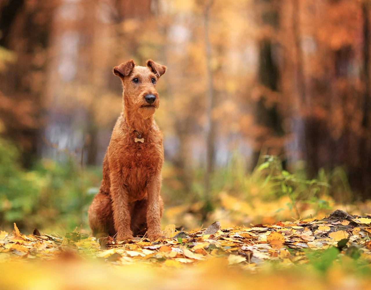Irish Terrier in Leaves