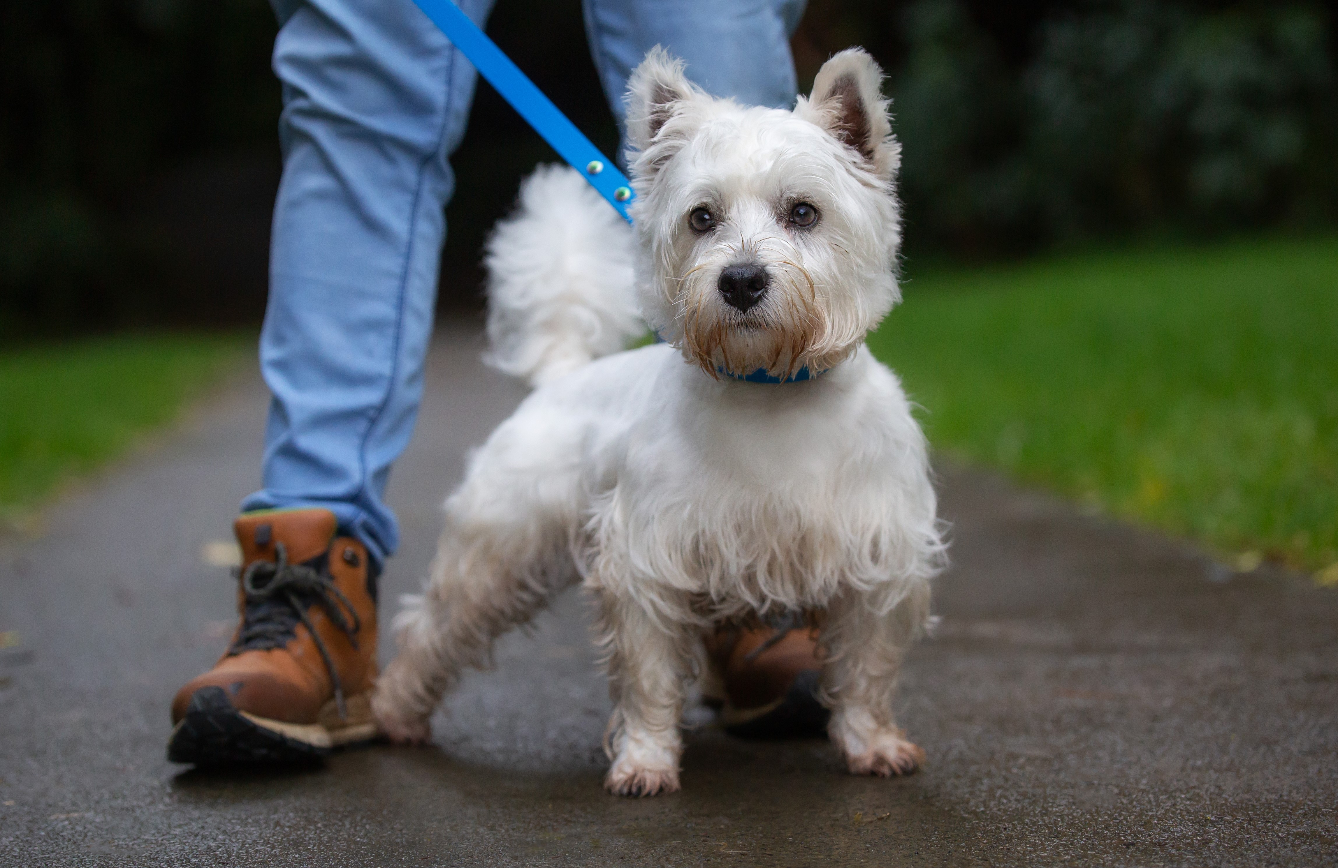 Led & Collared® terms and conditions - West Highland Terrier