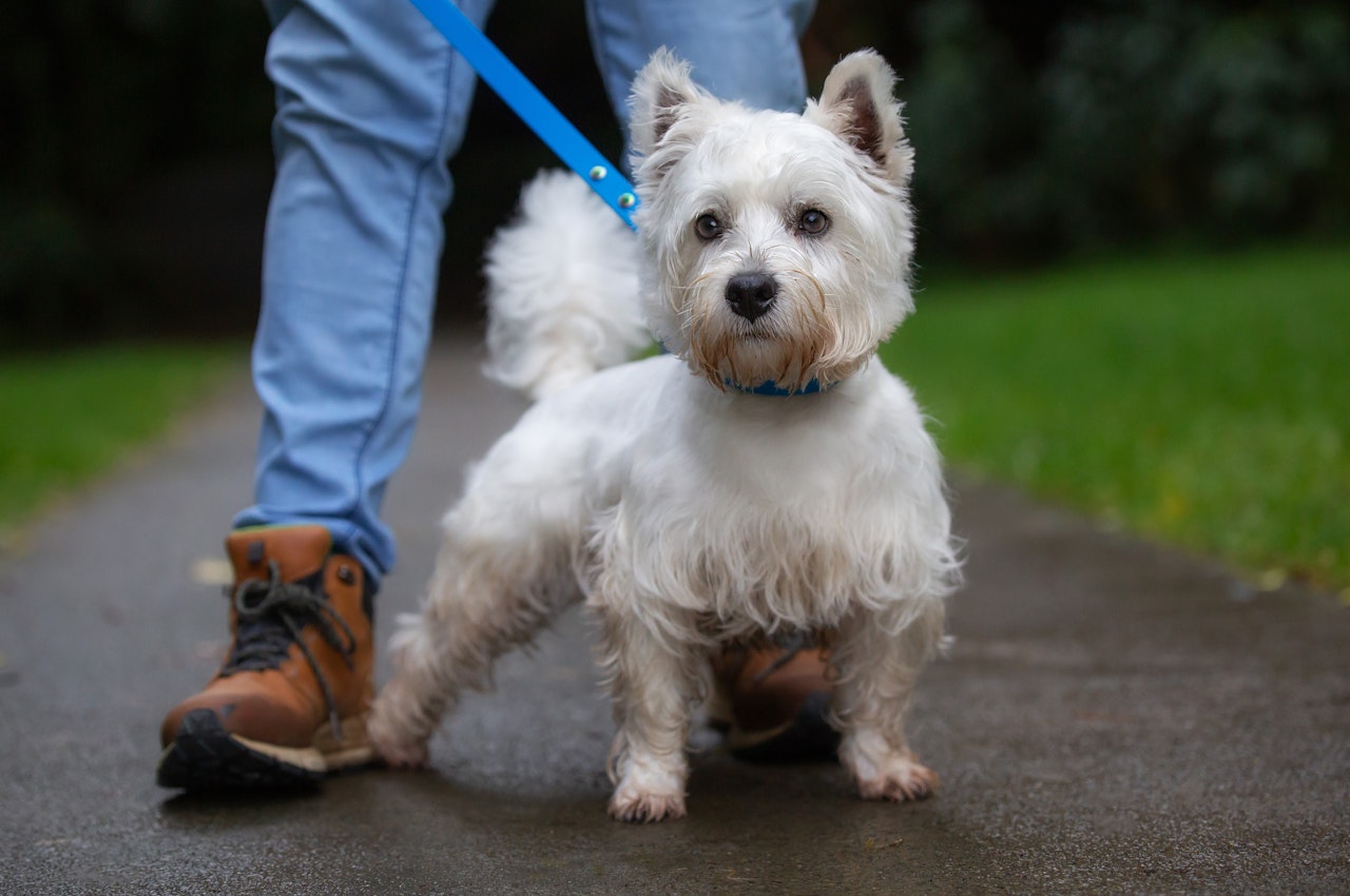 Led & Collared® terms and conditions - West Highland Terrier