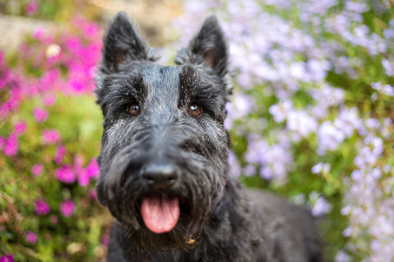 Friends & Recommendations - Scottish Terrier