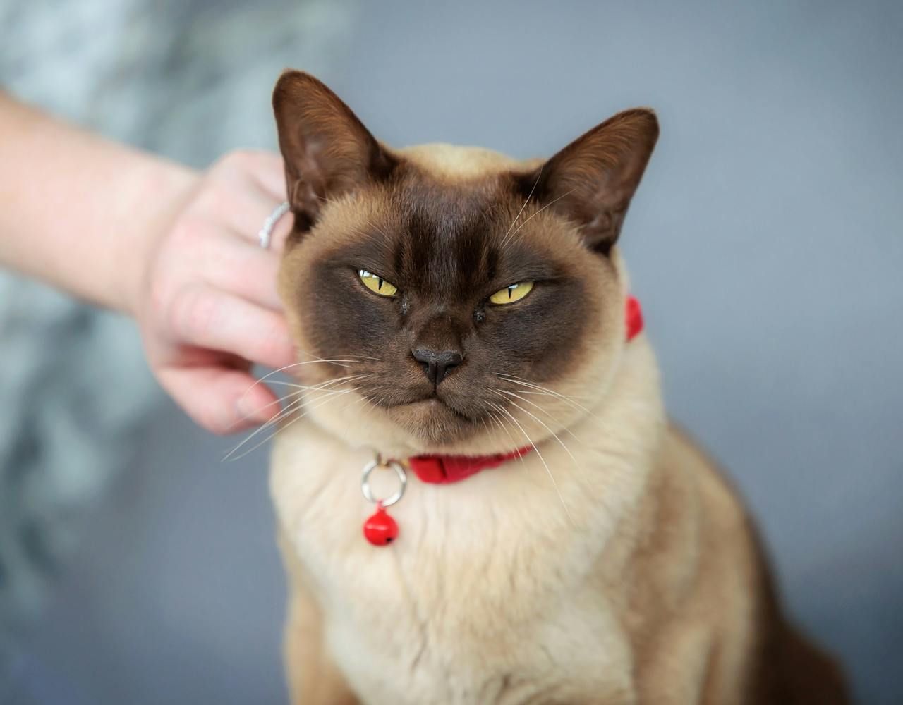 Red Candy Cat Bell on Burmese Cat