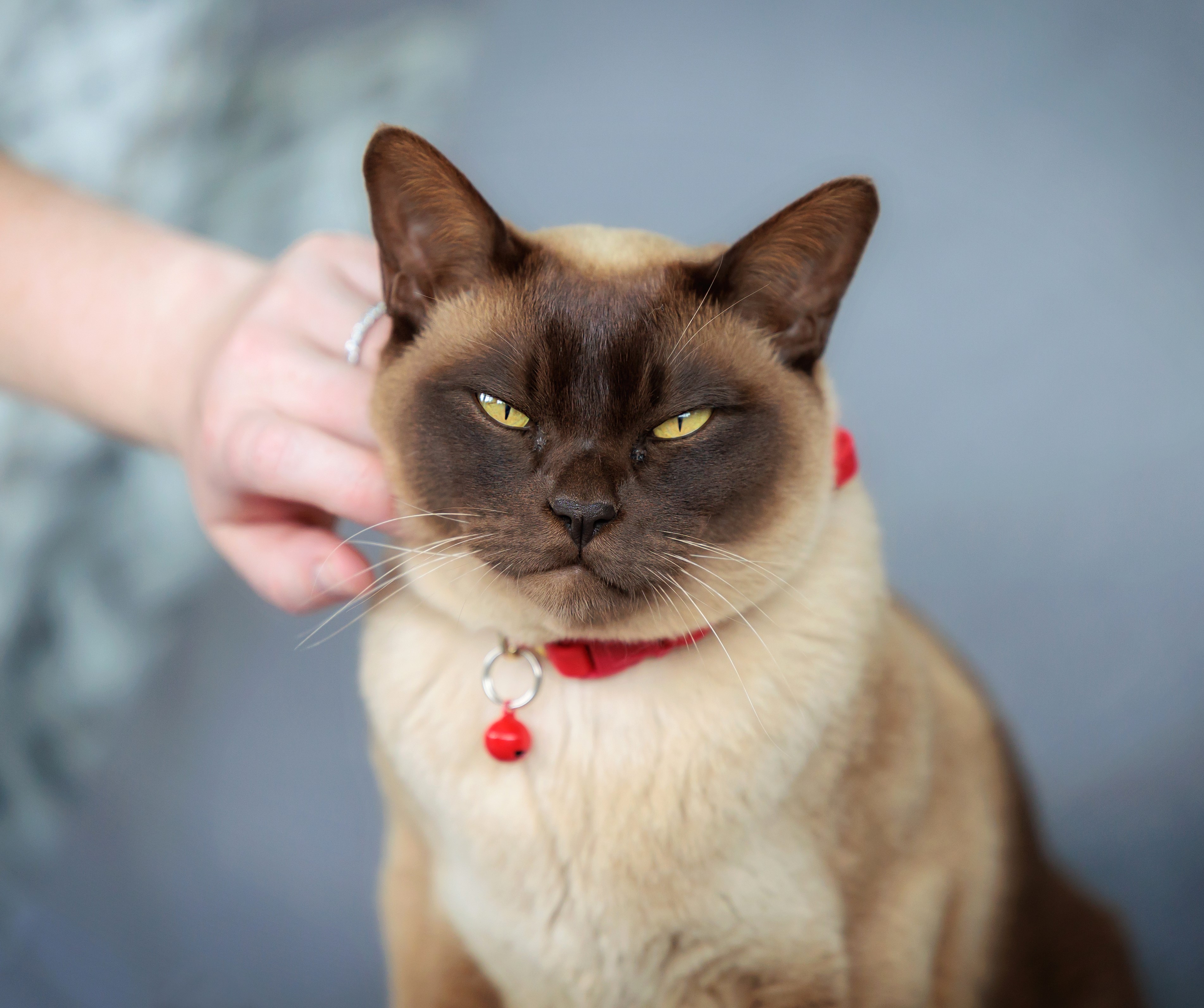 Red Candy Cat Bell on Burmese Cat