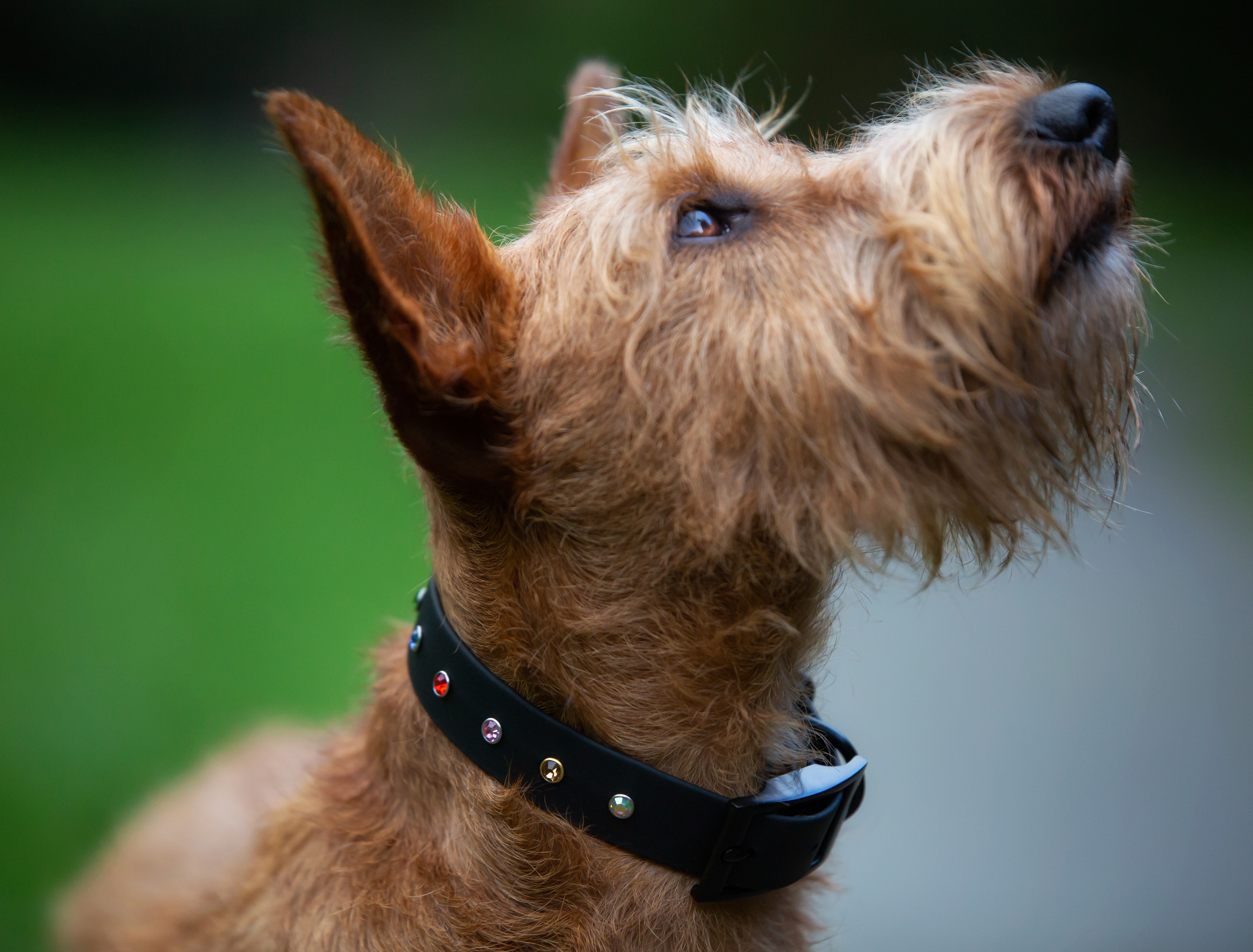 Elegant Dog Collar - on Irish Terrier